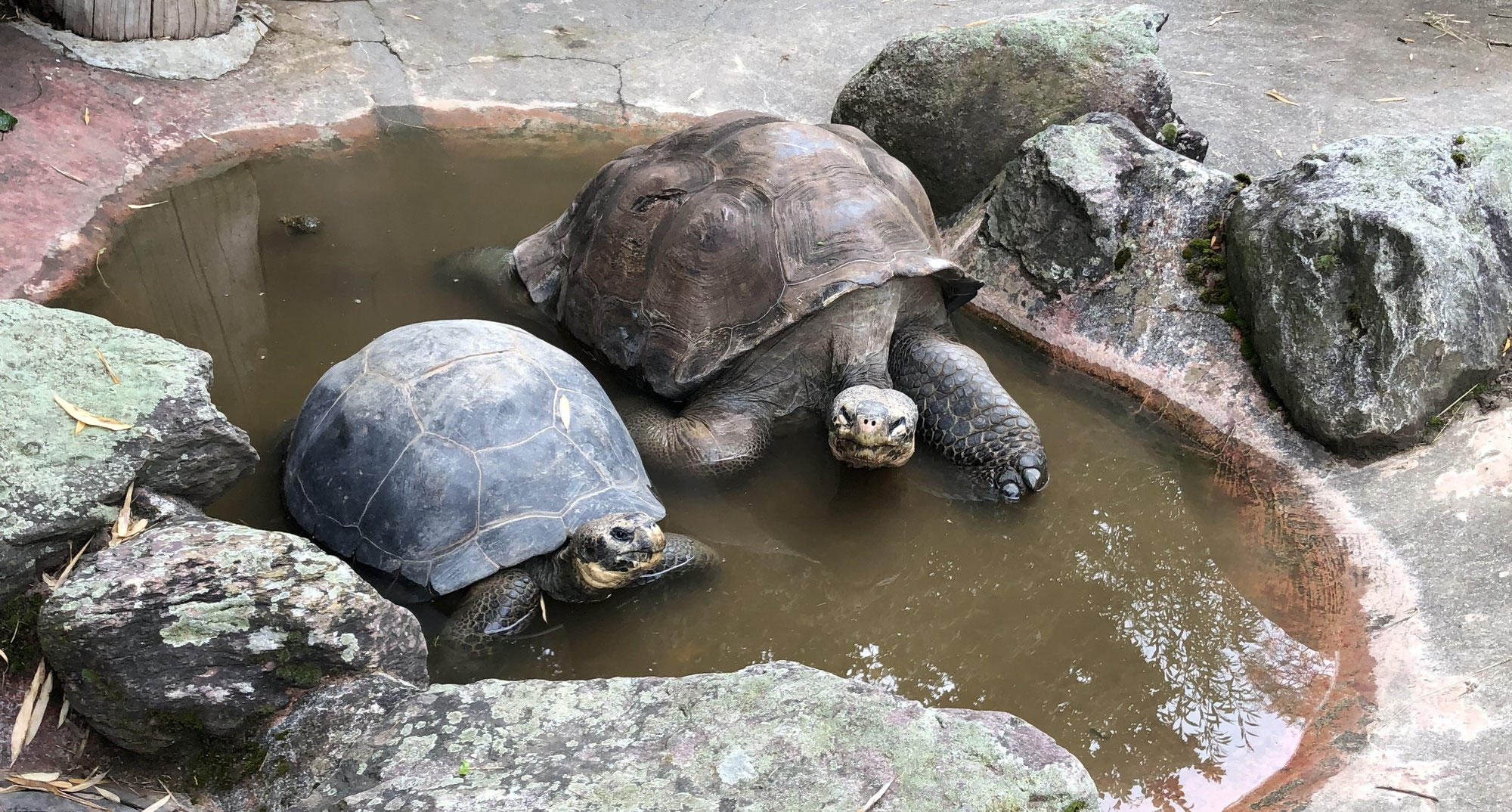 Targeted breeding of giant tortoises in European zoos