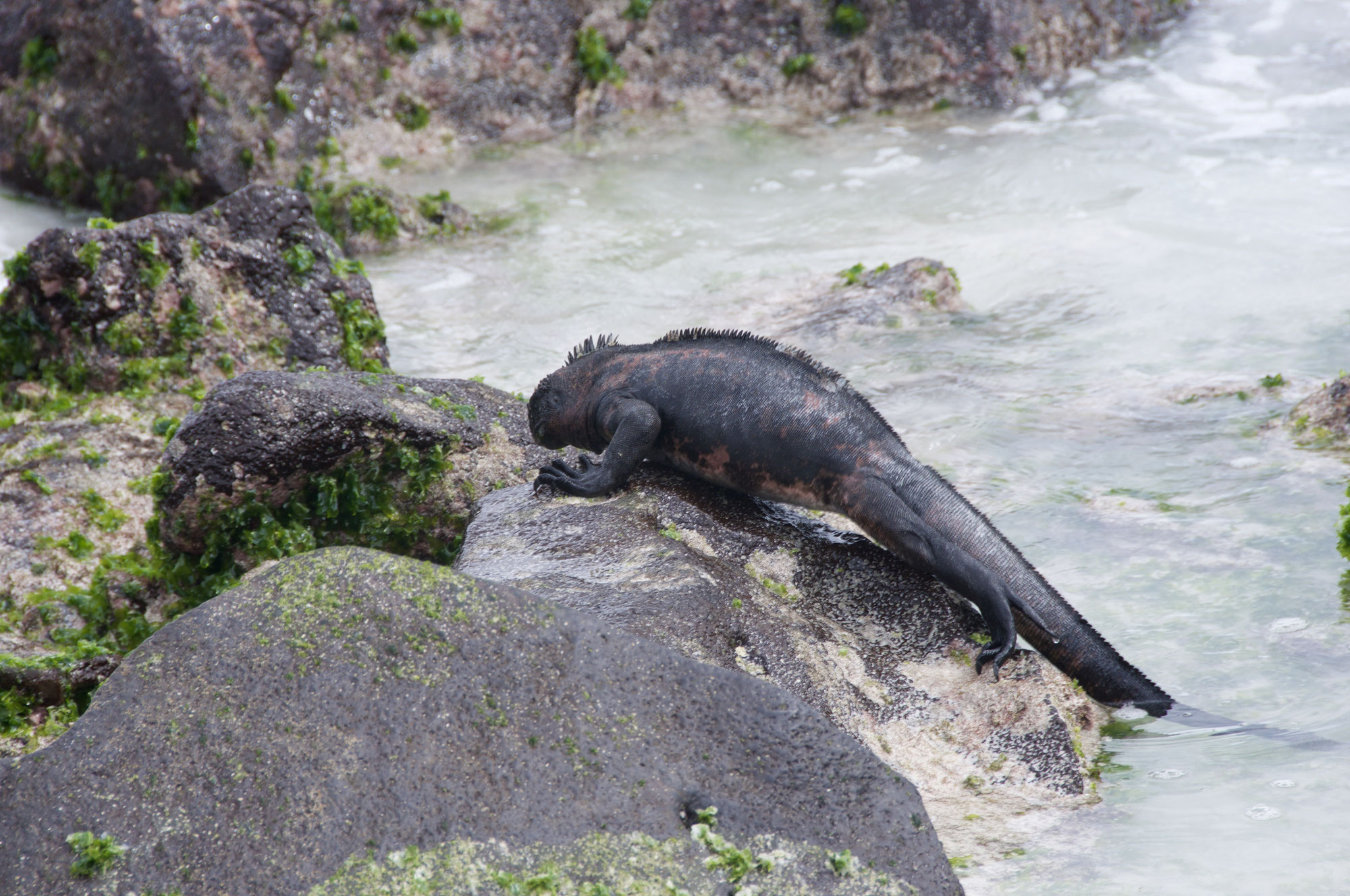 Recensement complet des iguanes marins des îles Galápagos