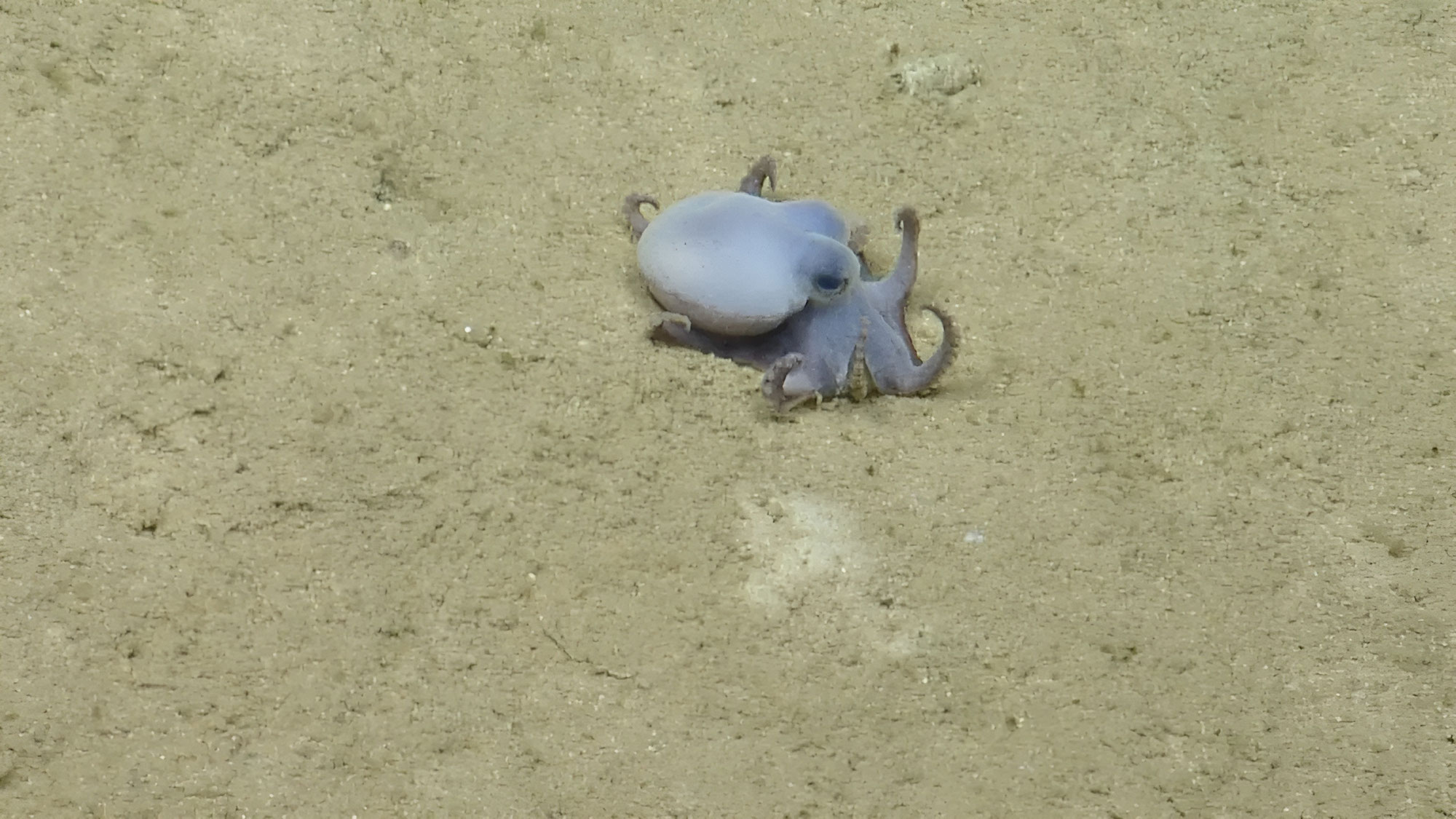 Un minuscule poulpe bleu découvert aux îles Galápagos