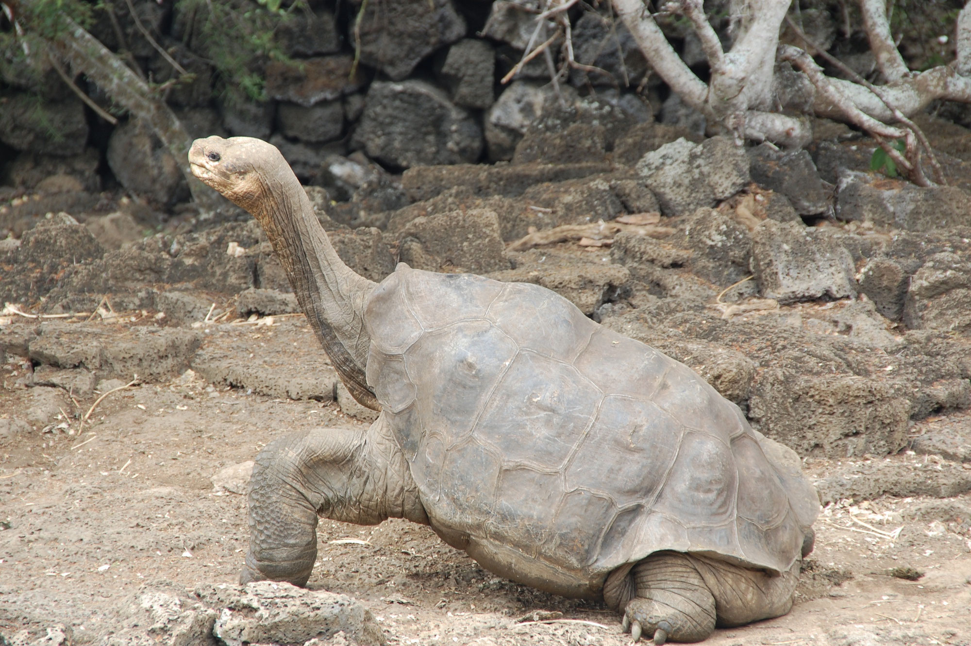 Le mystère de la tortue géante de Santa Fe