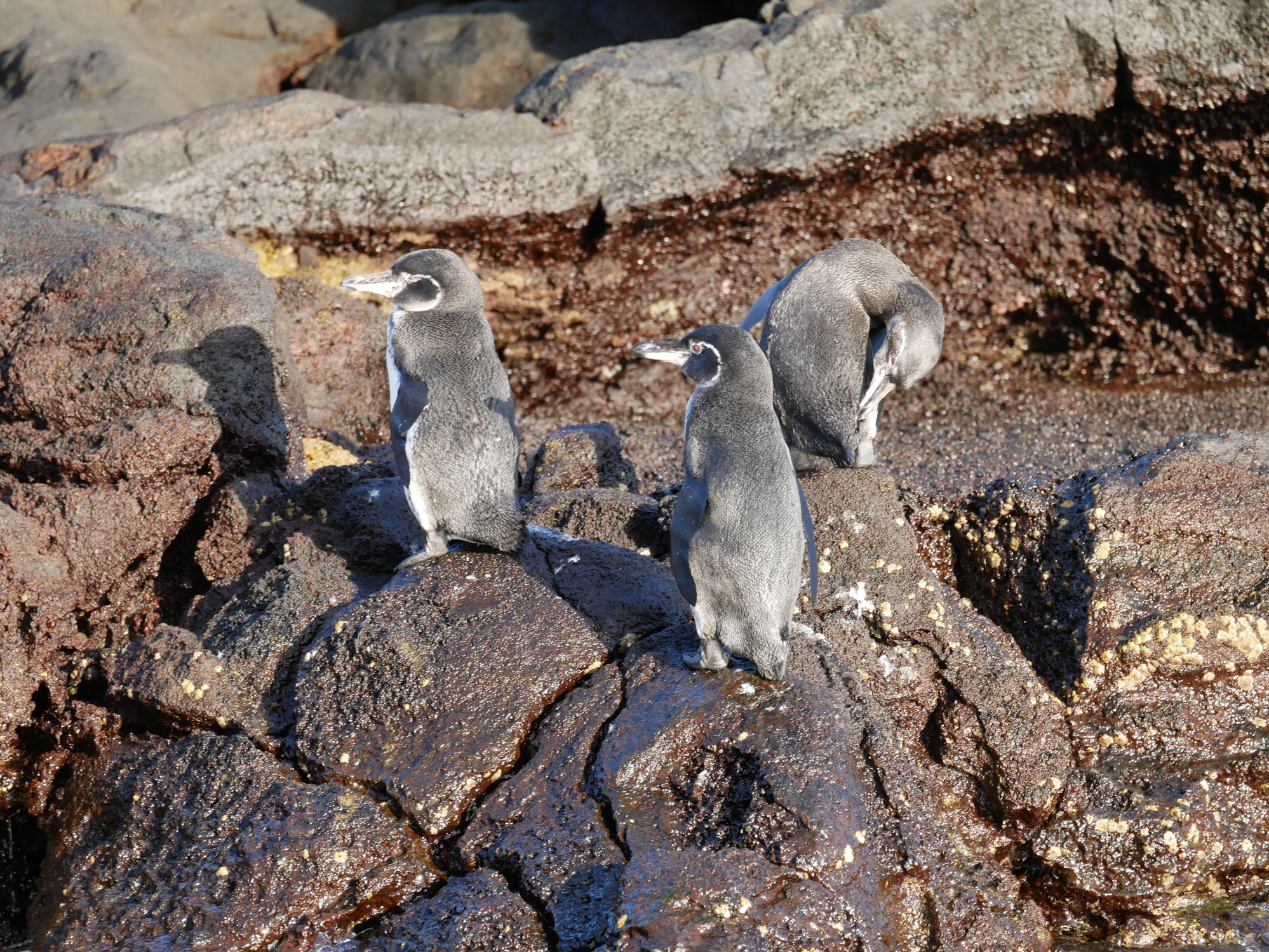 Mug shots of Galápagos penguins help assess the state of the archipelago