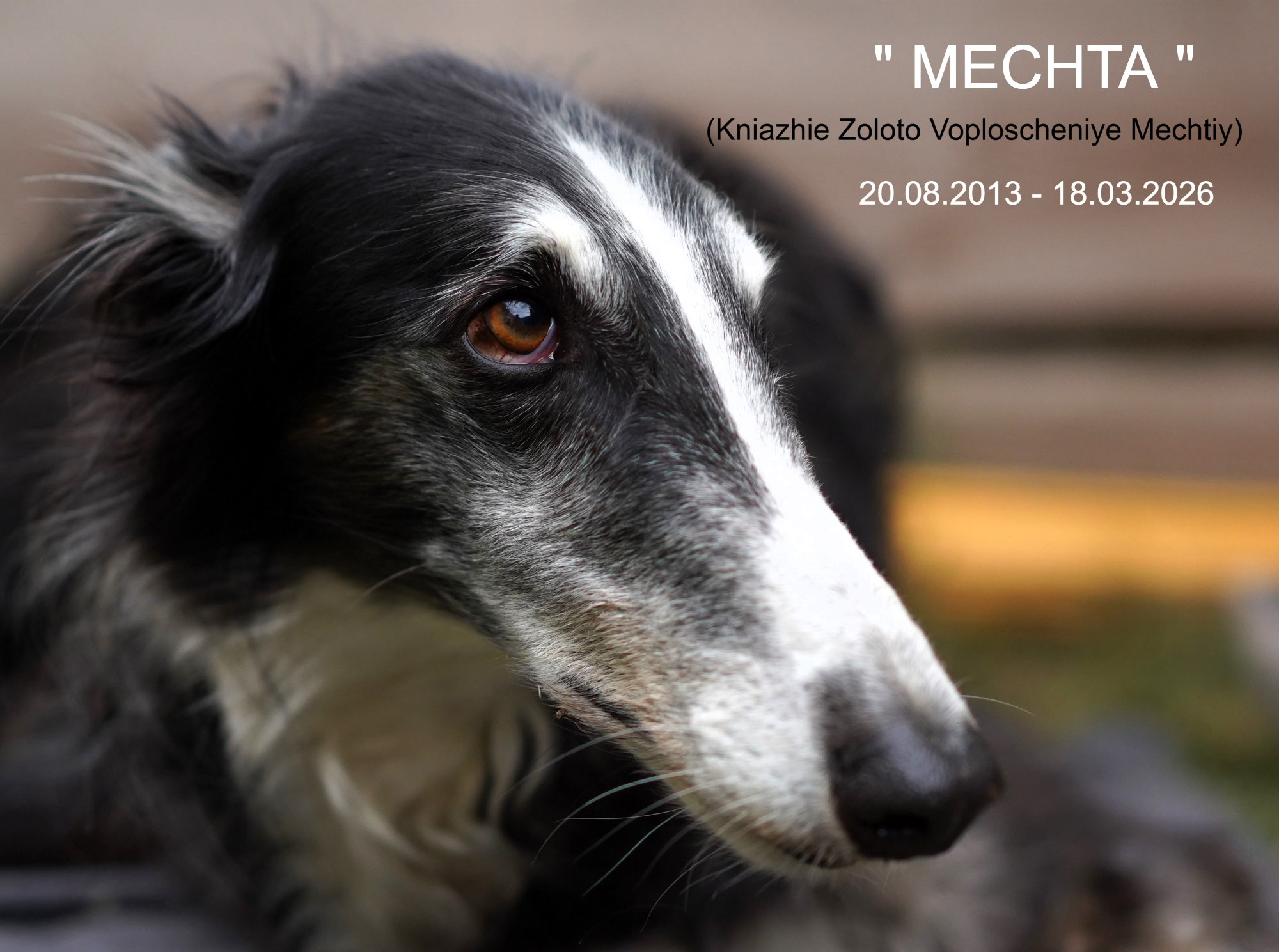 Wir mussten unseren Engel "Mechta" gehen lassen