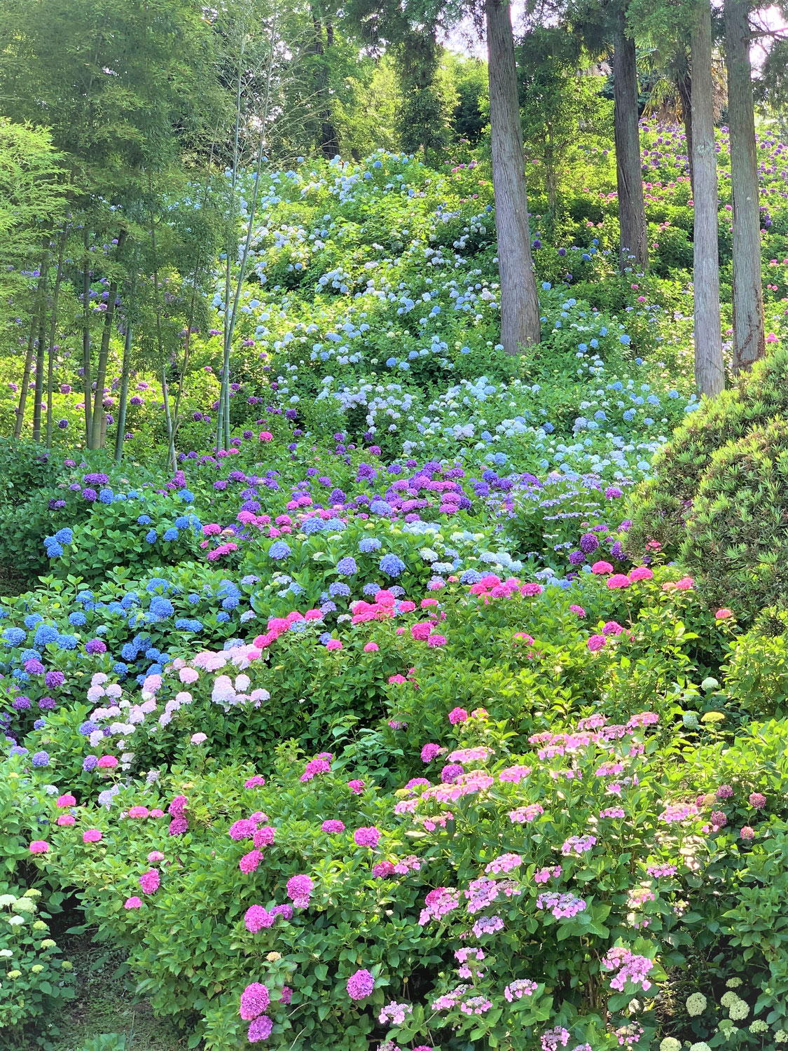 紫陽花の季節