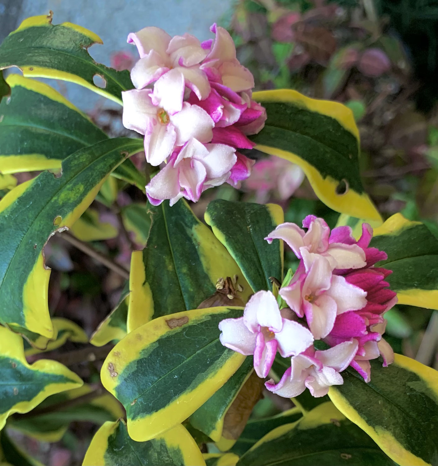 沈丁花の香り