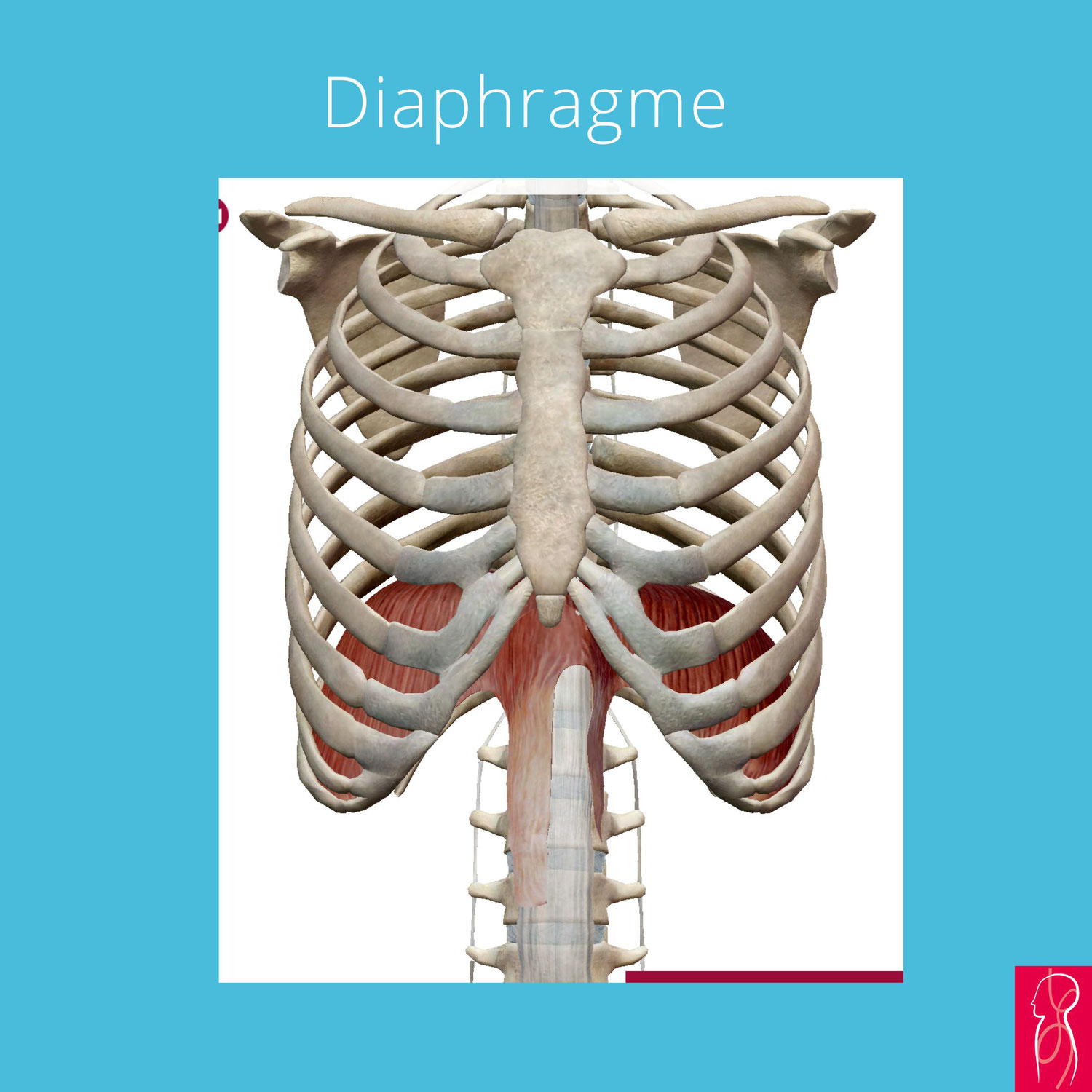 Le diaphragme