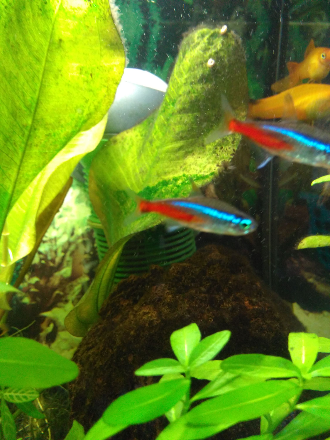 Fisch des Monats Februar 2021