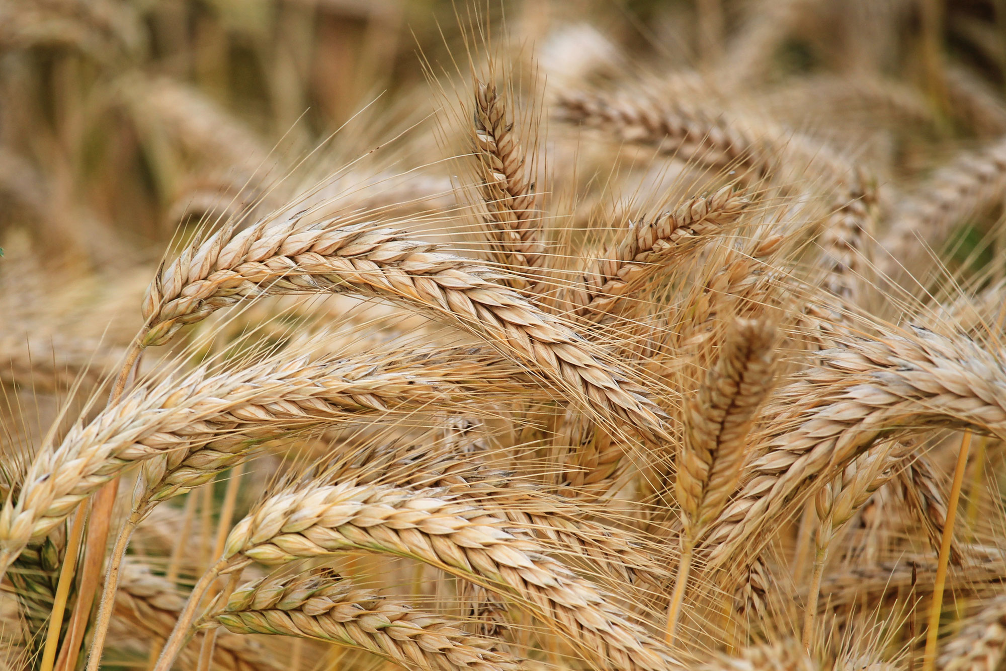 What kind of flour is the right one for your bread?