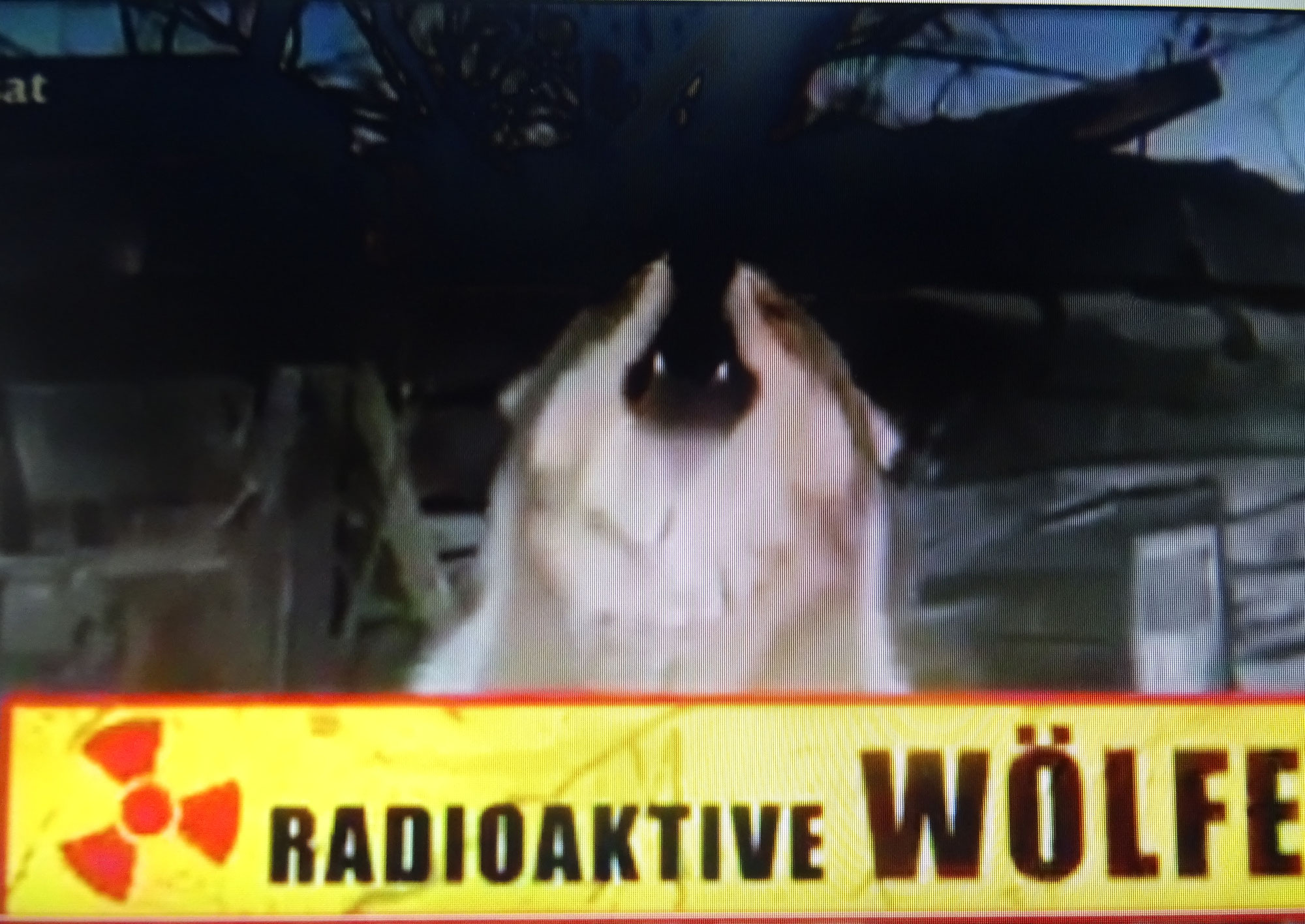 Mutterkuh  tötet Alpmeister . Wolf  kommt, war schon da, geht wieder.