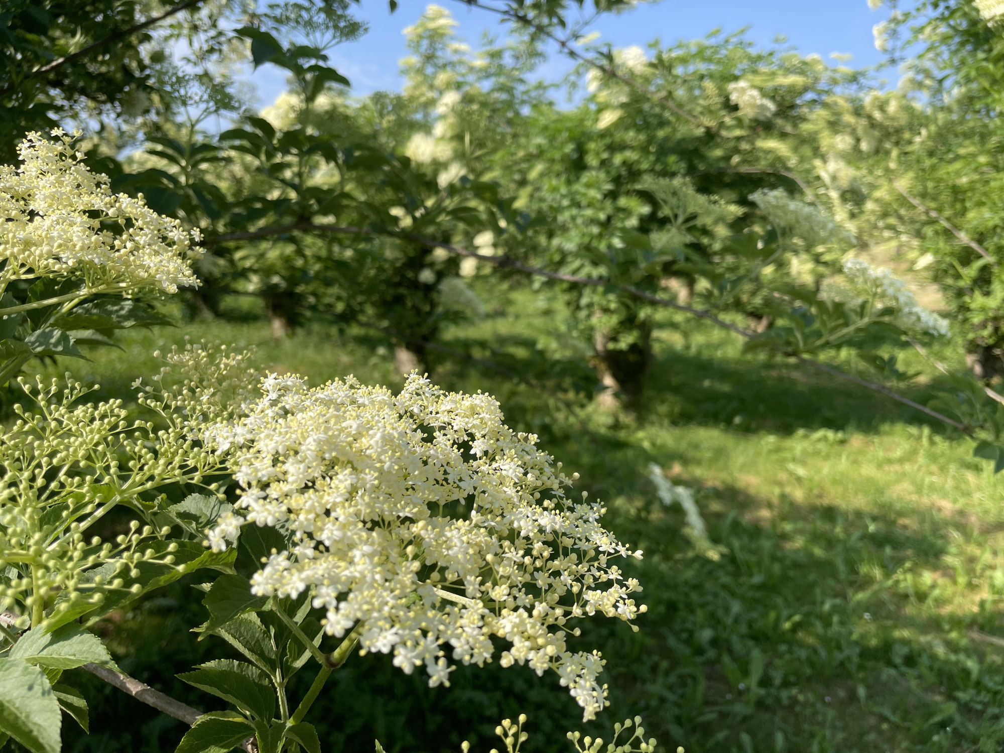 Heilige Blüten aus dem Knonaueramt fürs Ricola Zeltli