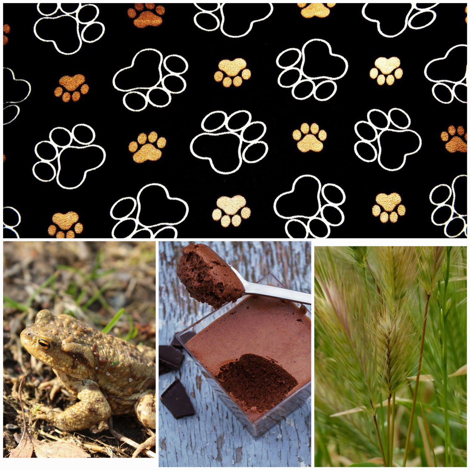 Quel point commun y a t-il entre un crapaud, du chocolat et des graminées ?