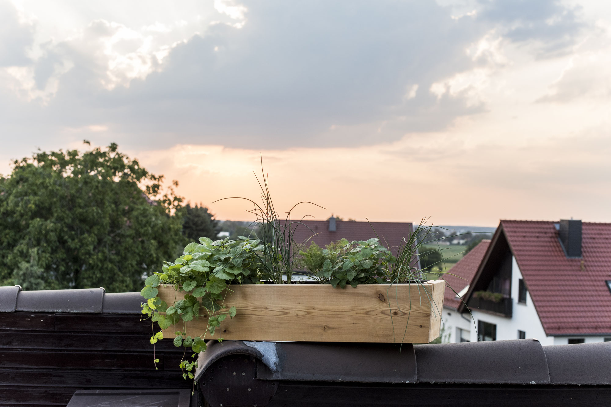 Duftende Kräuter auf dem Balkon – Natürliche Aromen für deine Gesundheit