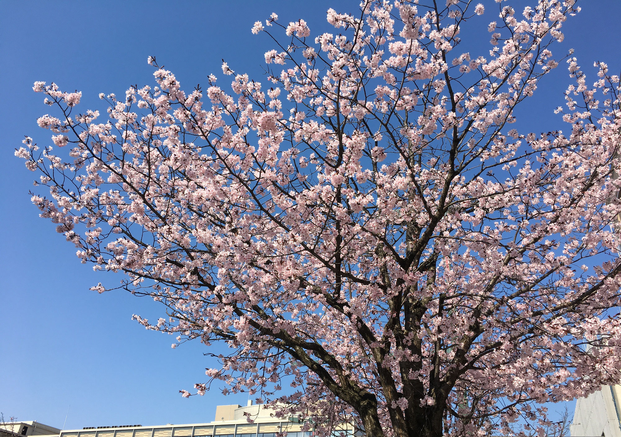 令和6年度 すすめる会通常総会 開催のお知らせ