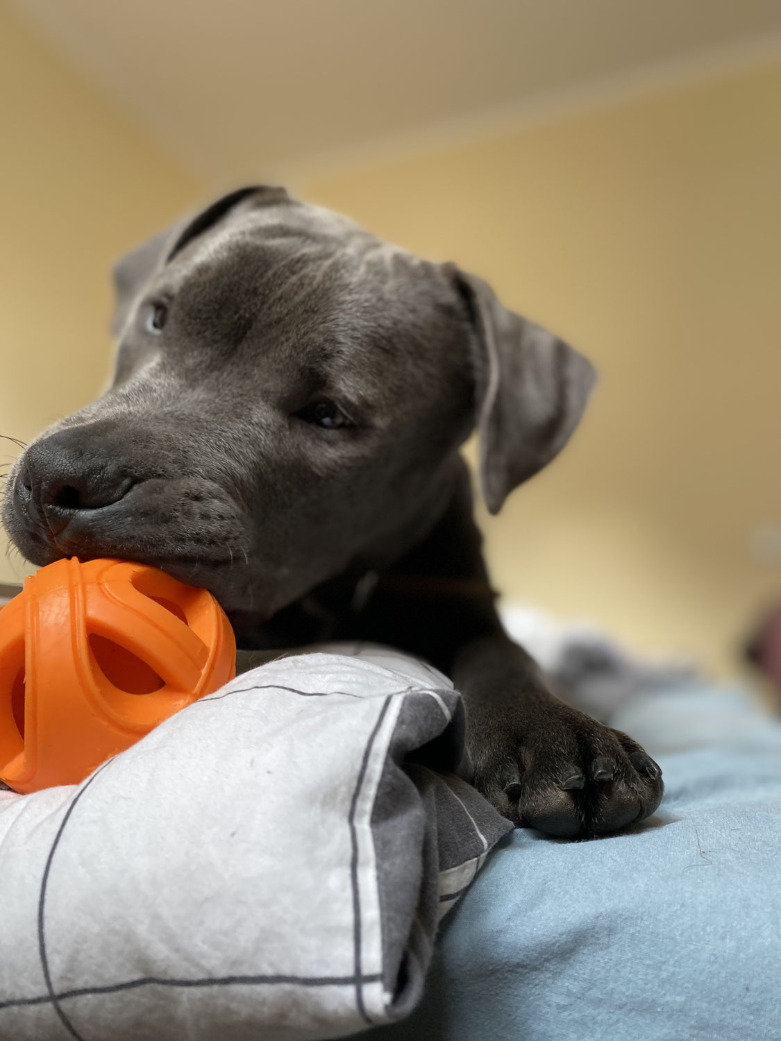 Prävention beim Hund: So kann gezielter Muskelaufbau die Beweglichkeit unterstützen