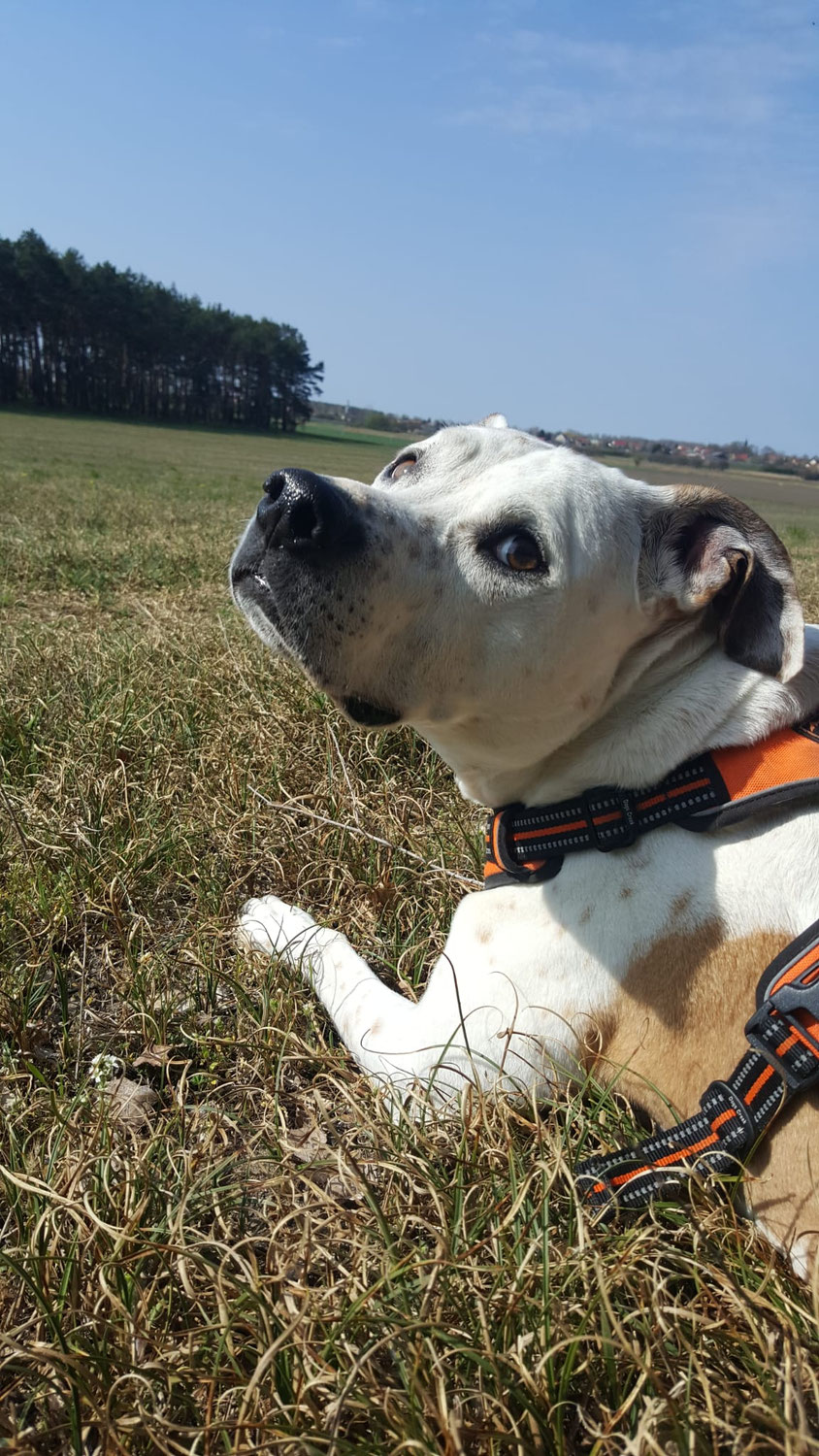 Abschied vom Hund: Mein Weg durch Trauer, letzter gemeinsamer Tag und wichtige Schritte danach
