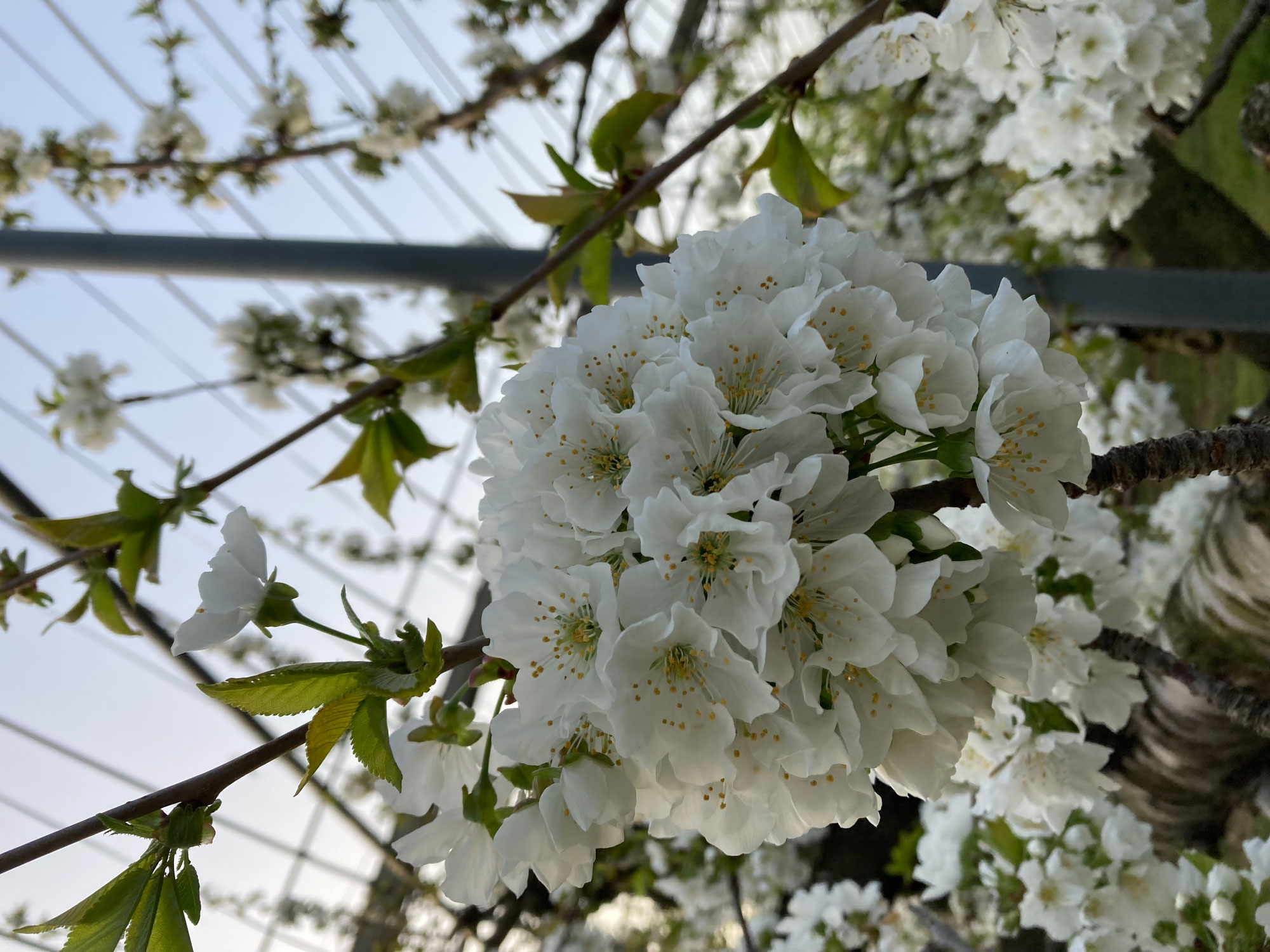 さくらんぼの花とりんごの交配作業