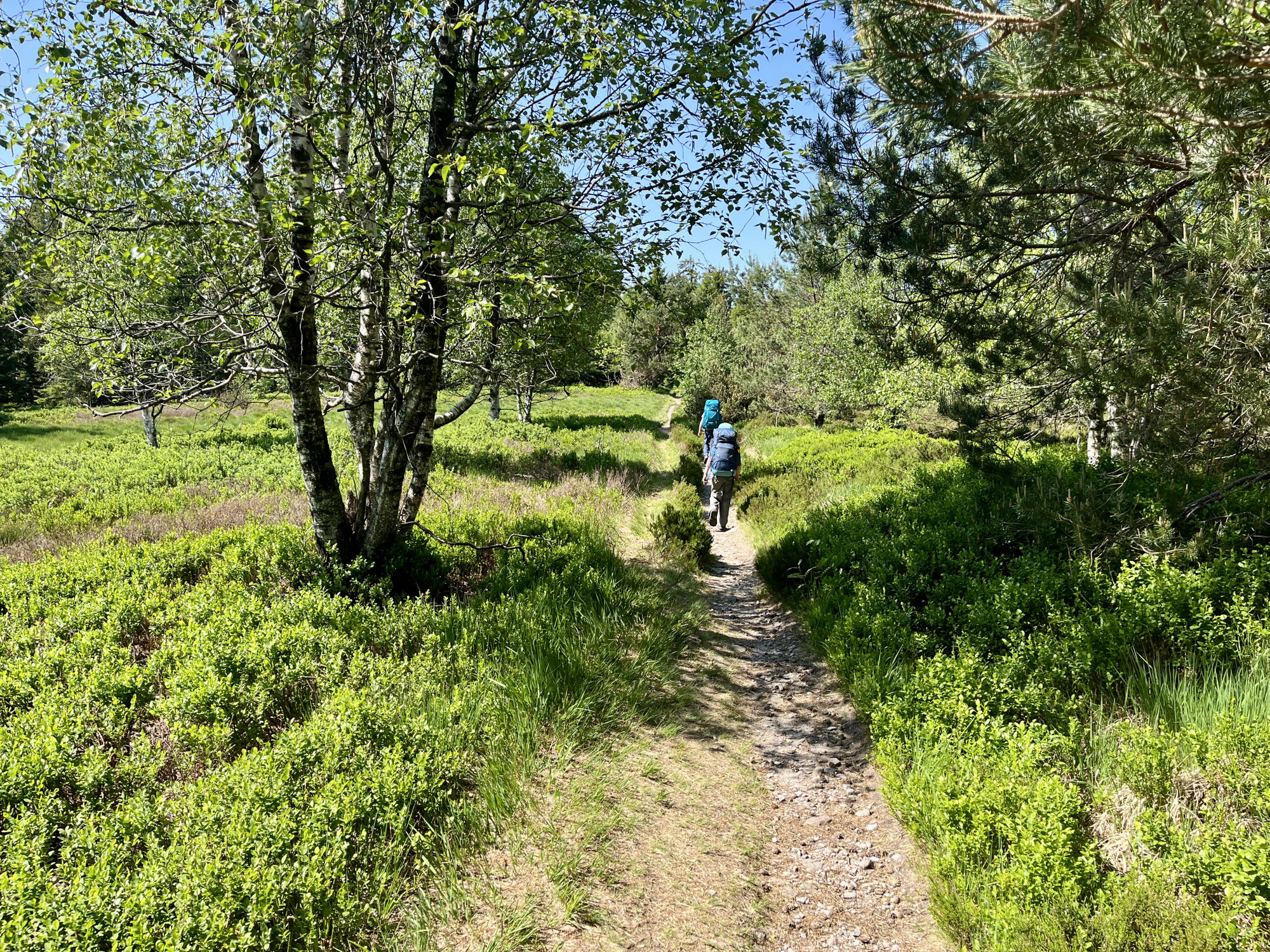 Trekking Camp Grimbach und Seibelseckle im Schwarzwald