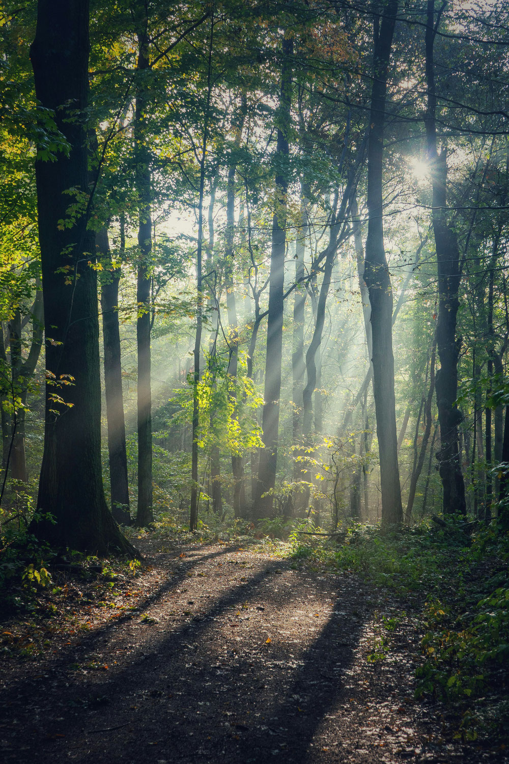 Light and Shadow