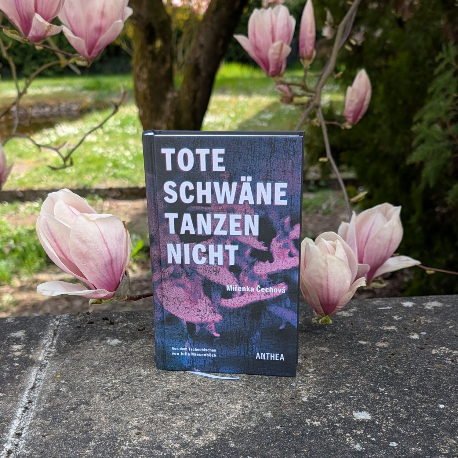 Miřenka Čechová "Tote Schwäne tanzen nicht"