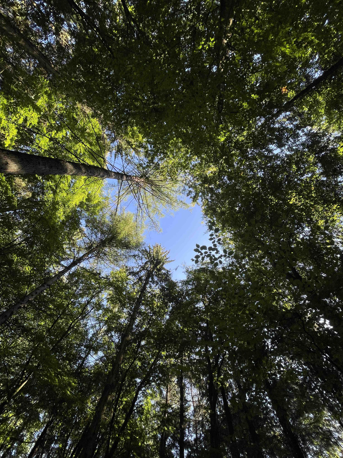 Mehr Wald, weniger Stress - wie Natur Deine Resilienz stärkt