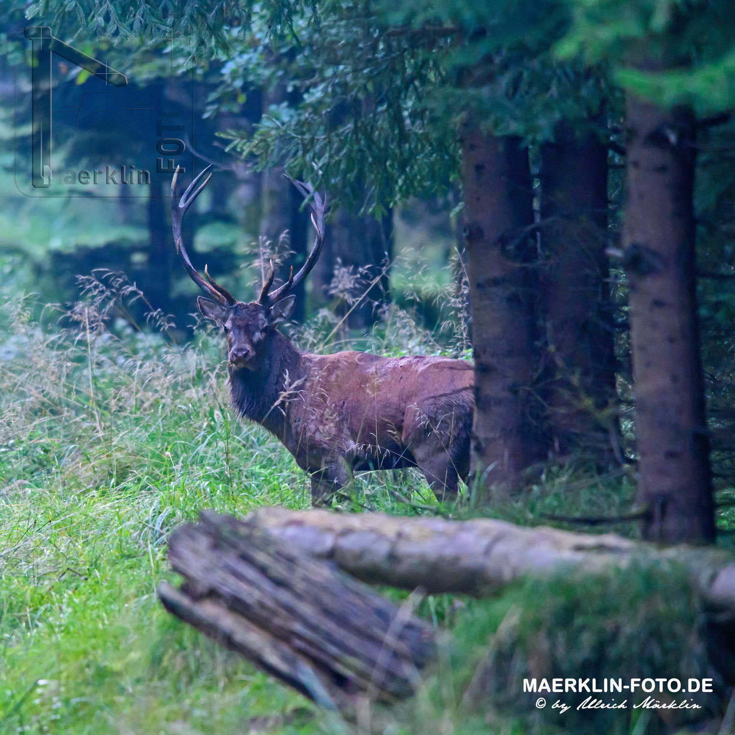 Und wieder röhrt der Hirsch ...