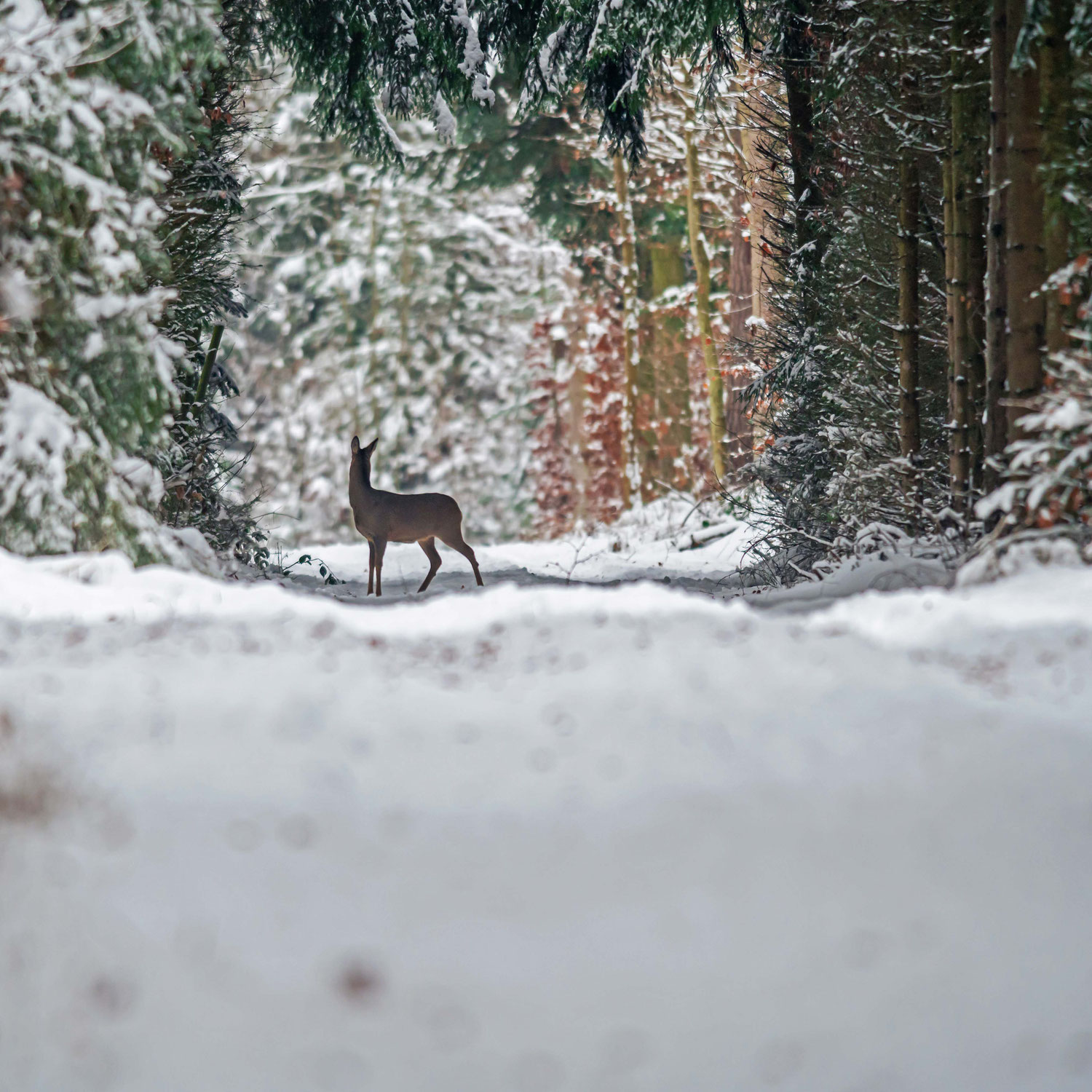 Neulich im Wald