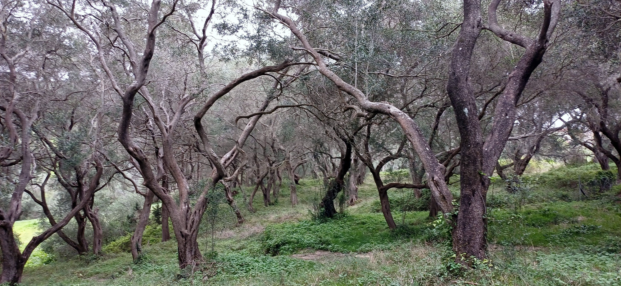 Die Magie der Olivenbäume