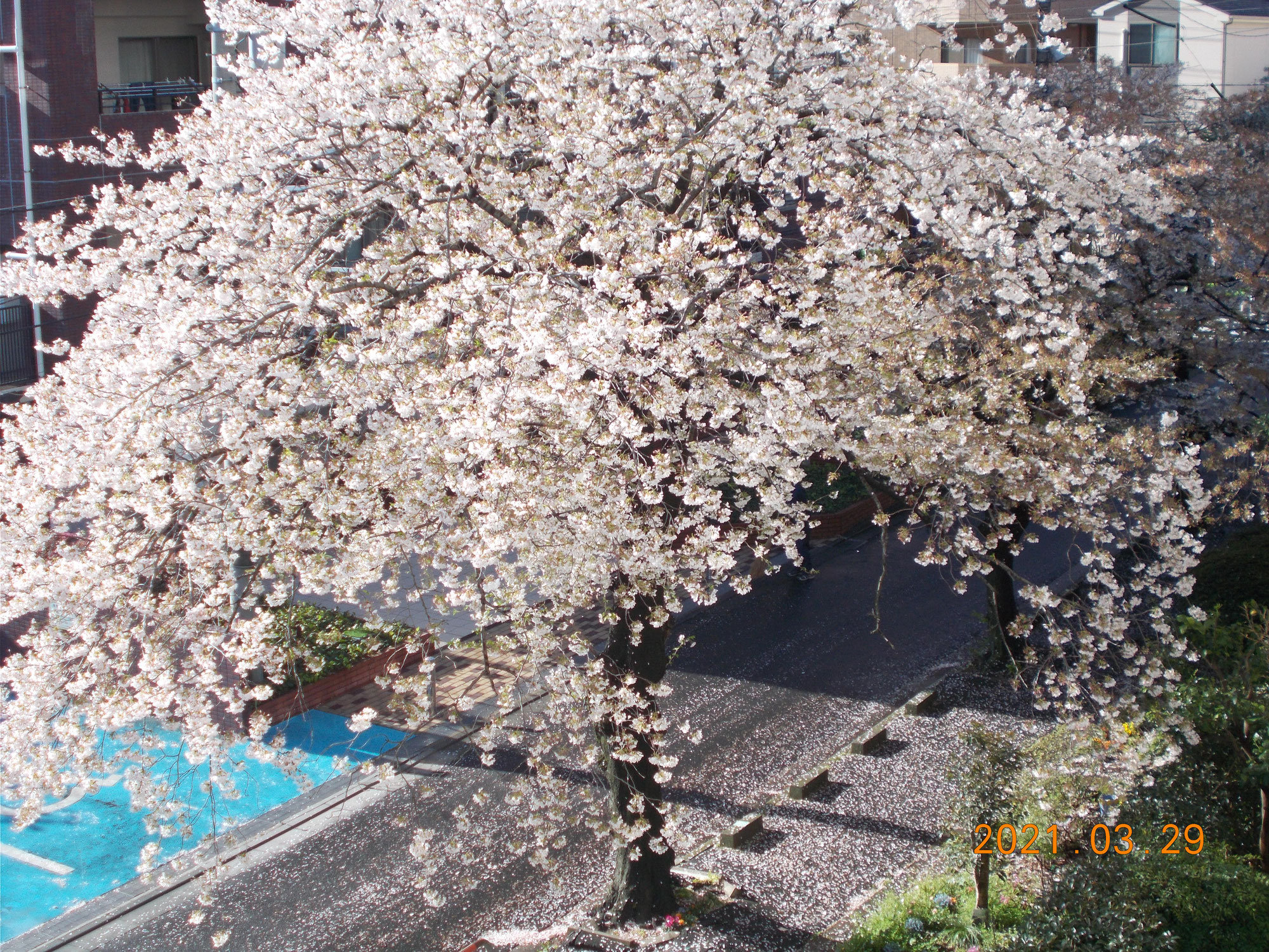 【新27期】自宅から見えた桜