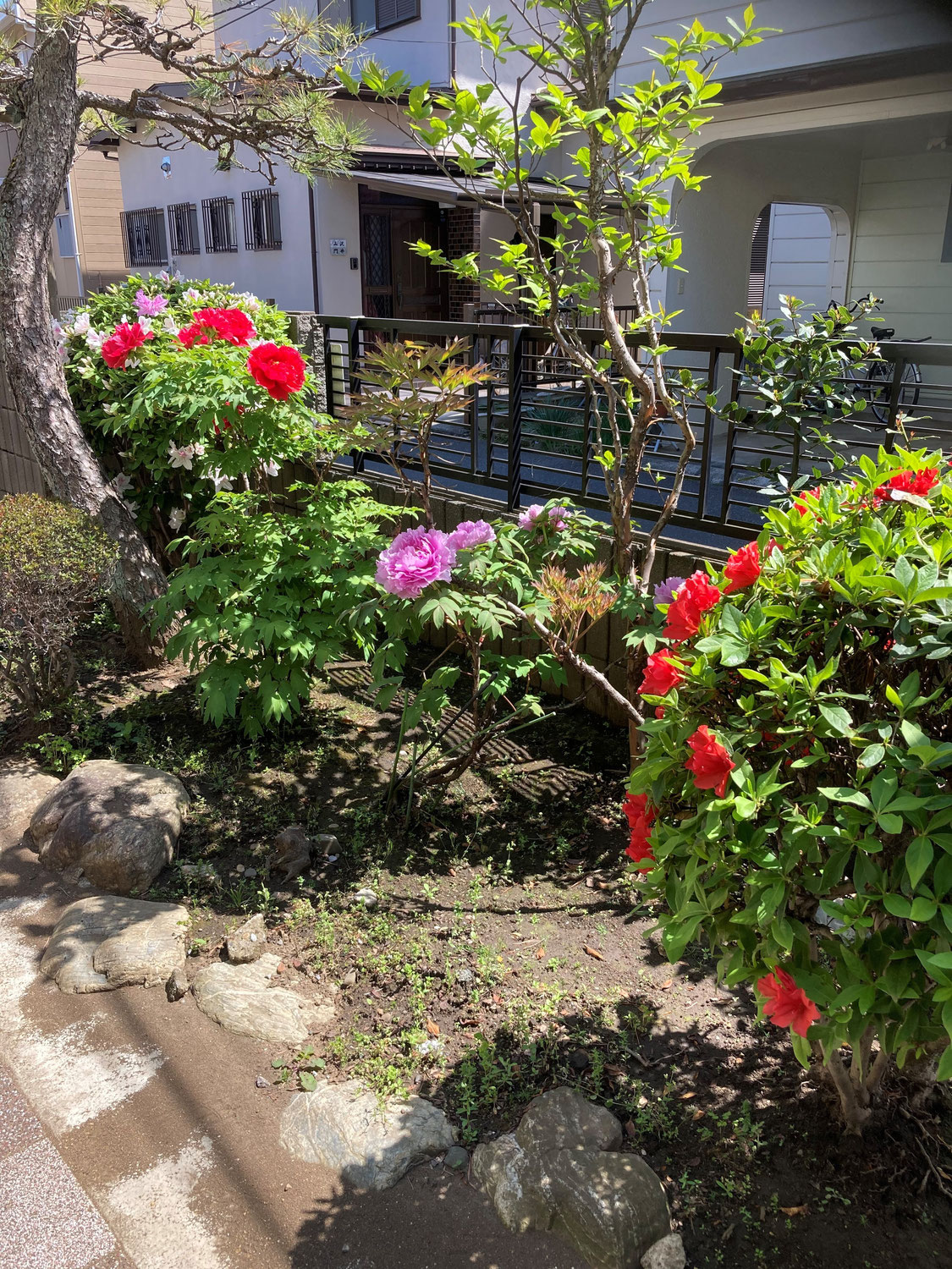 【新27期】植木鉢と庭の花々が一斉に咲き始めました