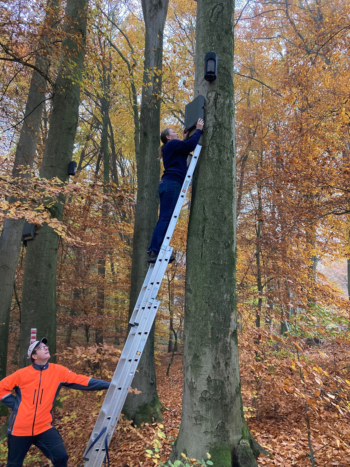 Fledermauskästen reinigen und beobachten – Unser Einsatz am 09.11.2025