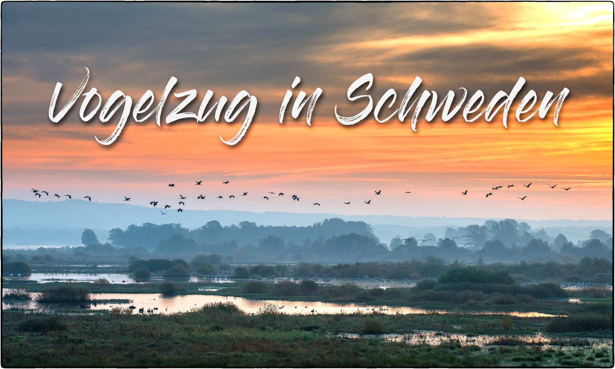 Vogelzug in Südschweden