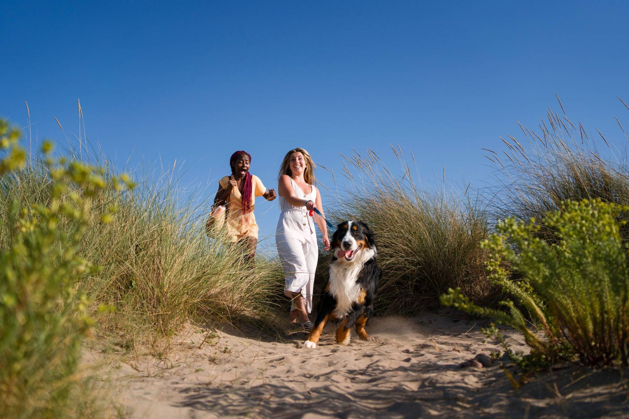 Urlaub mit Hund Ouddorp: Perfekte Auszeit an der niederländischen Küste