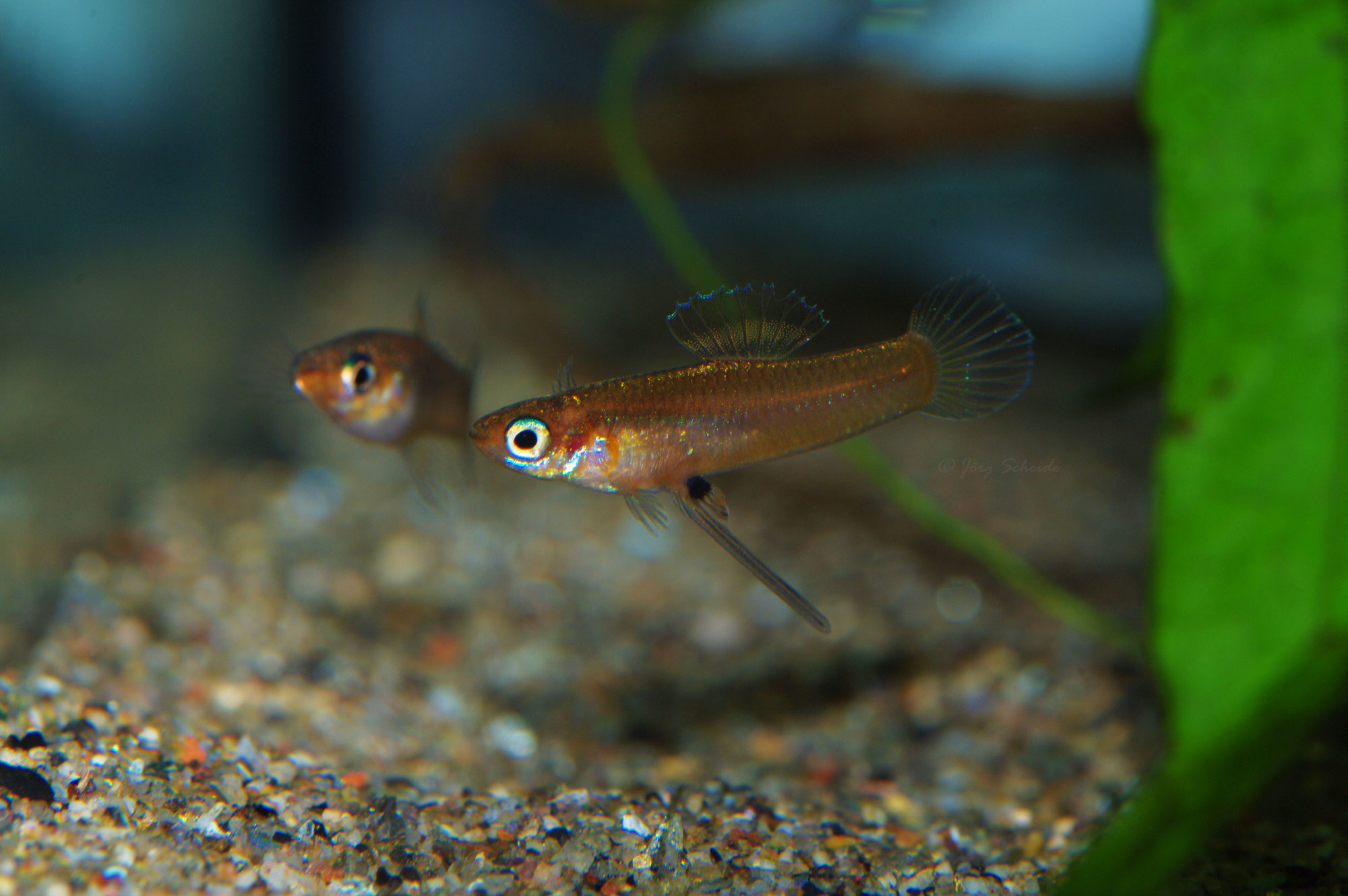 Priapichthys nigroventralis Jorschi`s Welt