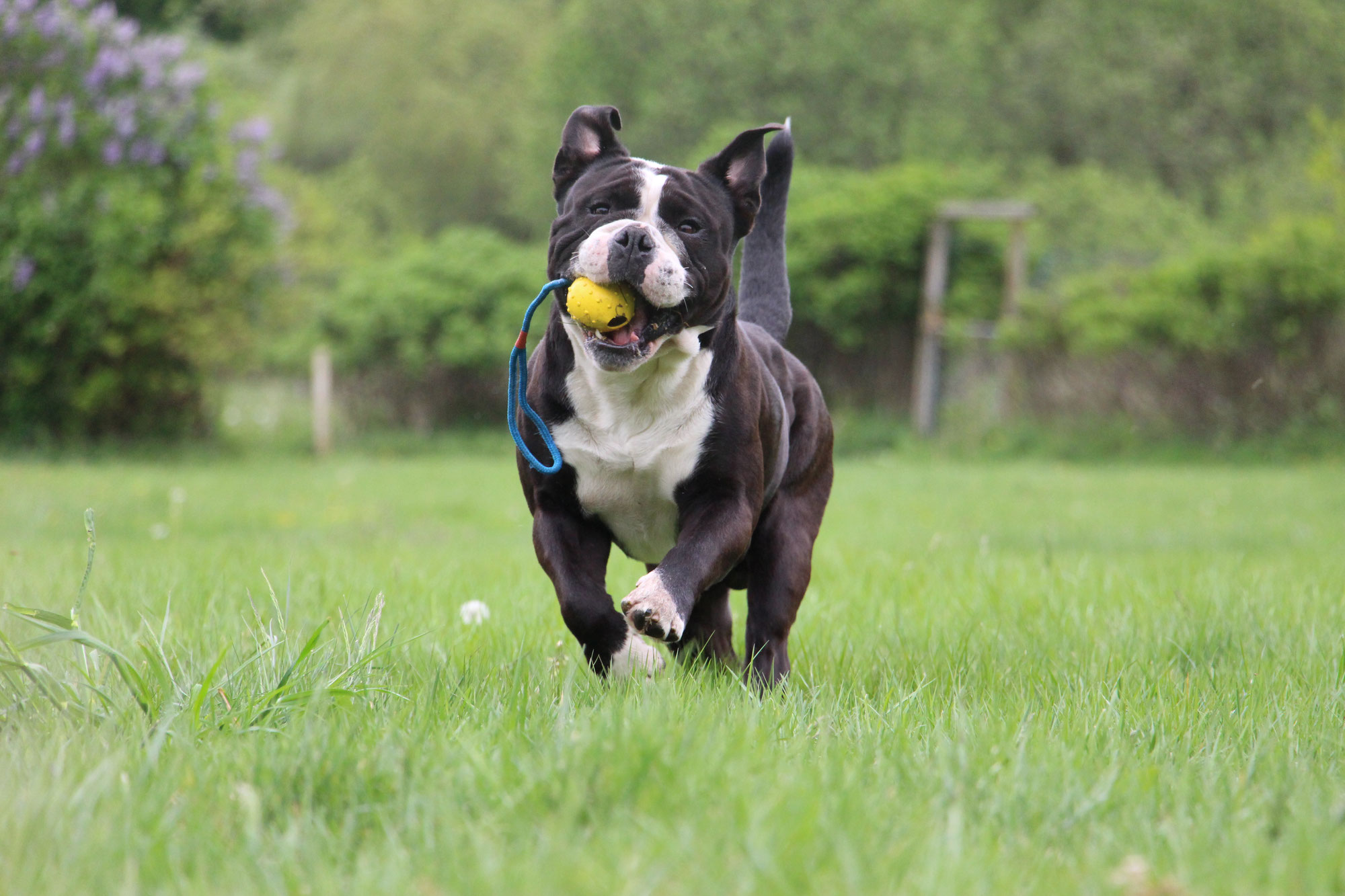 Ist Der Conti Ein Kampfhund Post Vom Ordnungsamt Kampfhundesteuerbescheid Einladung Zur Phanotypisierung Hilfe Continental Bulldogss Webseite