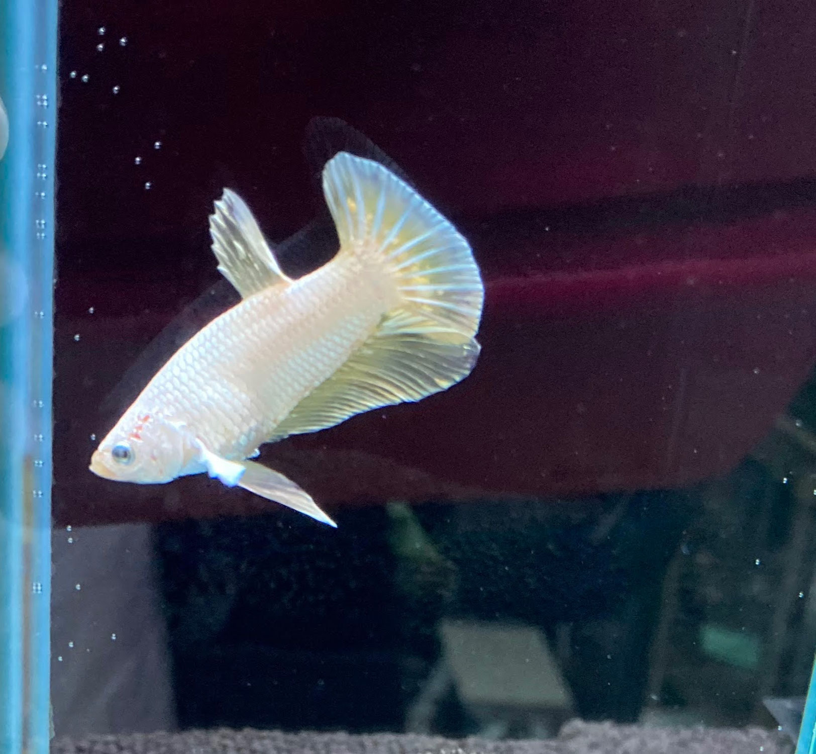 ベタ♂ゴールドドラゴン