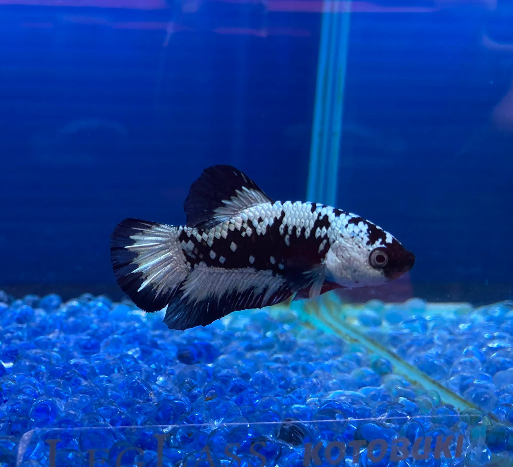 プラガットベタ♂サムライ