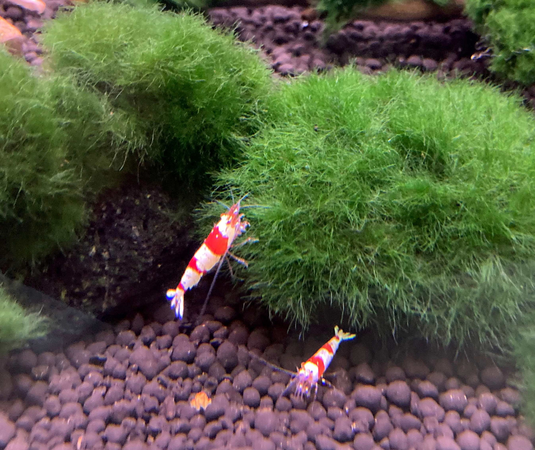 レッドビーシュリンプ