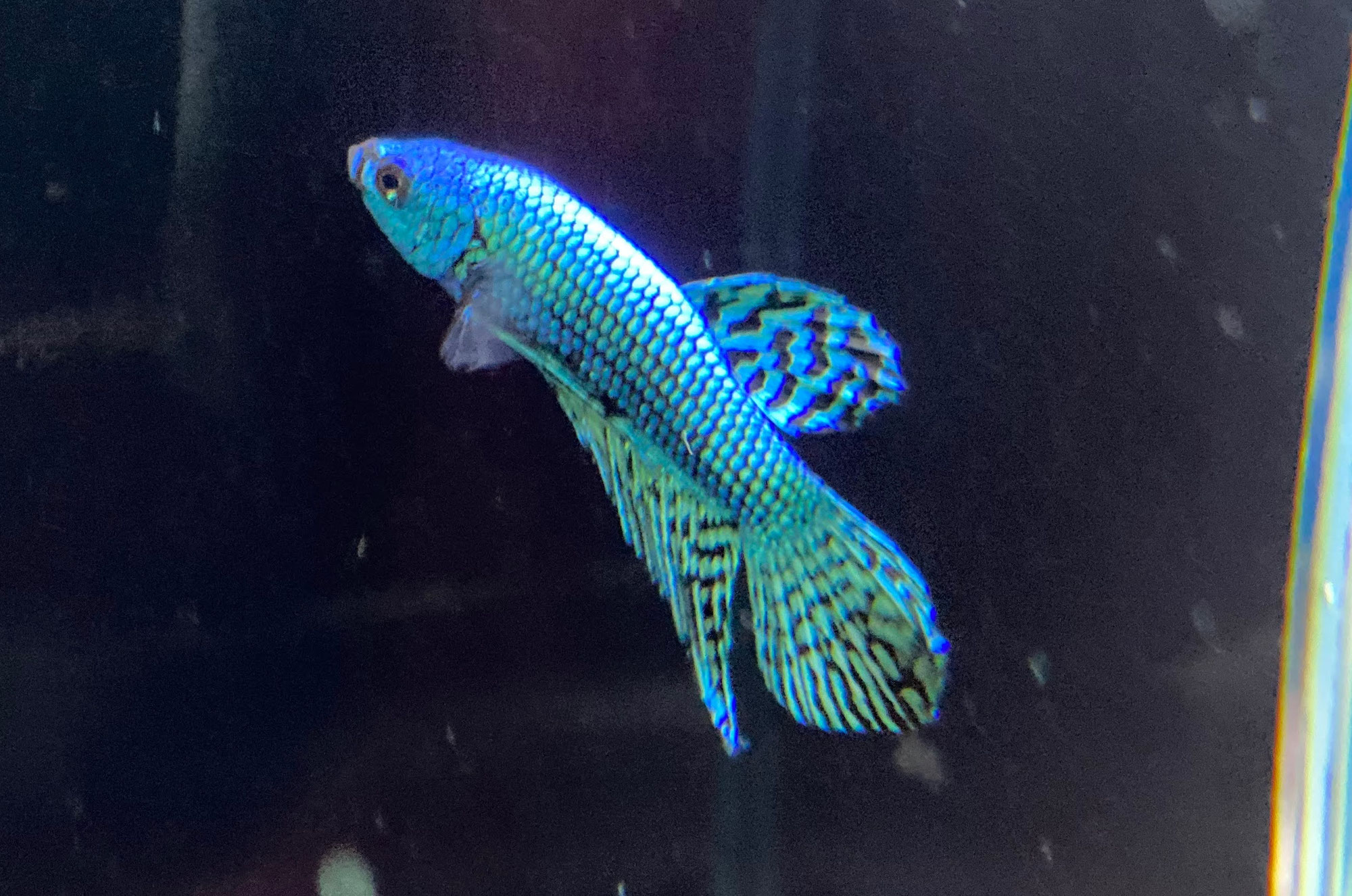 エイリアンベタ♂