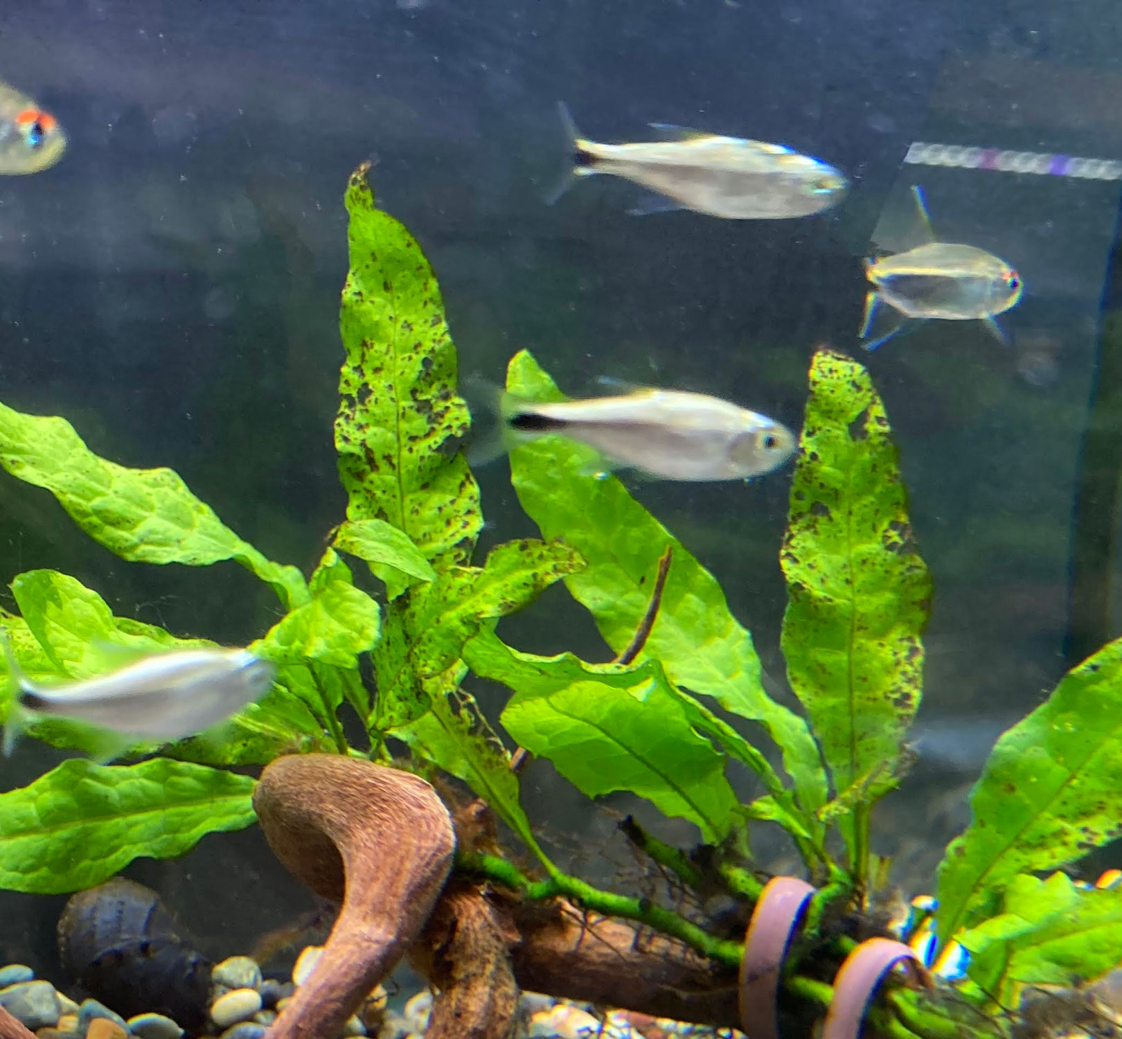 ゴールデンテトラブルーライン