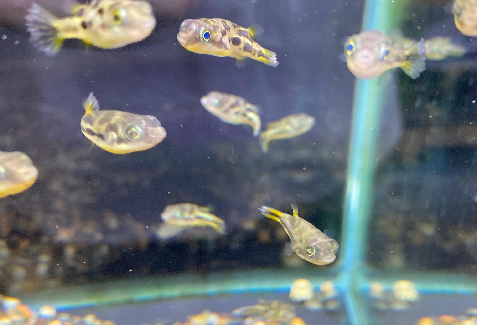 アベニーパファー