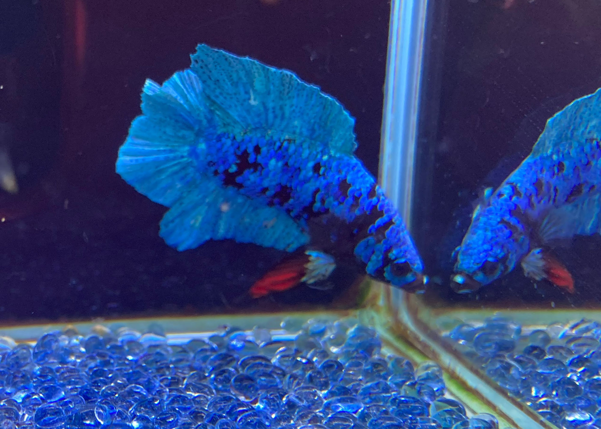 ダブルテールプラガット♂ブラックスター
