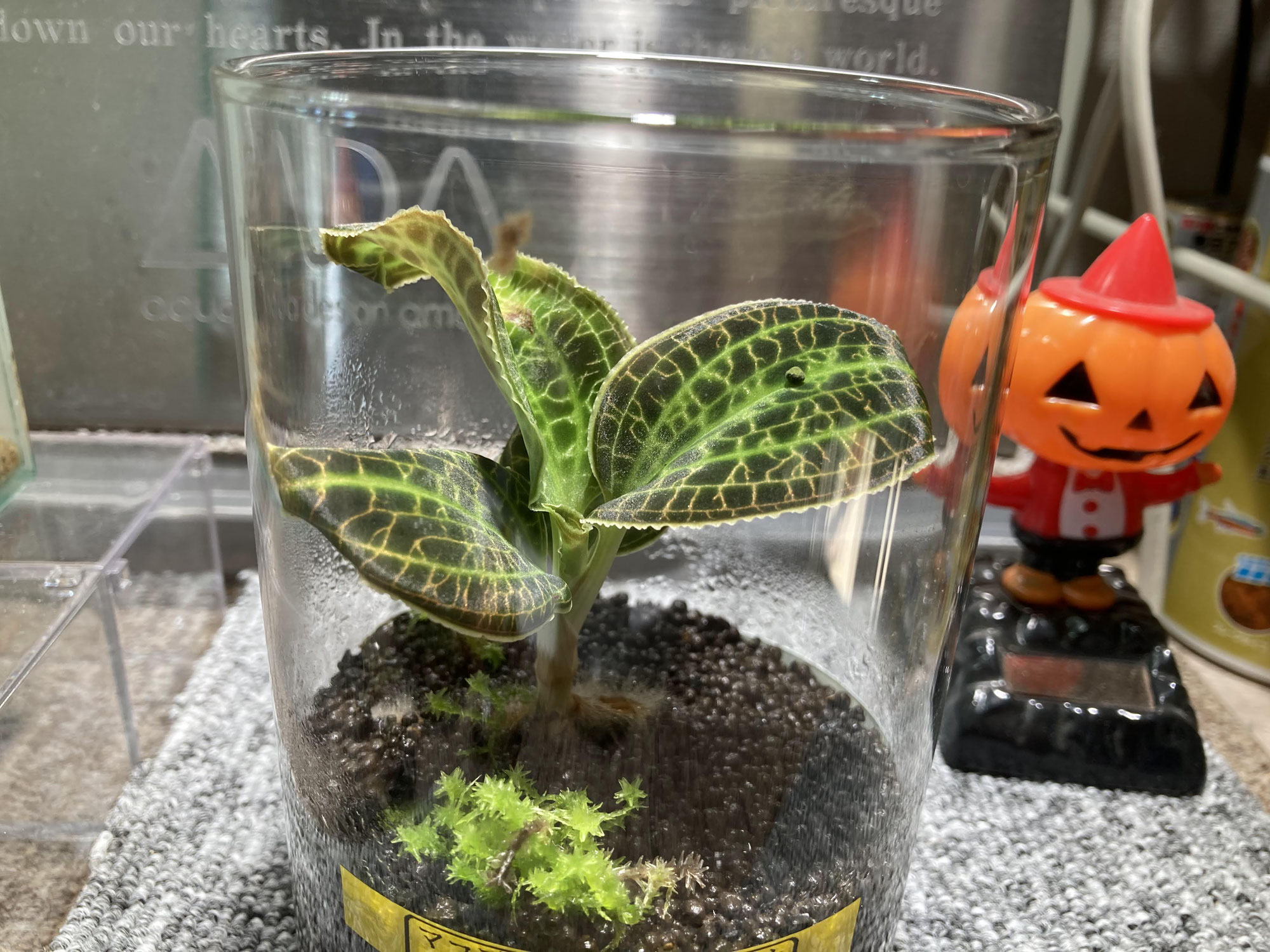 ジュエルオーキッド