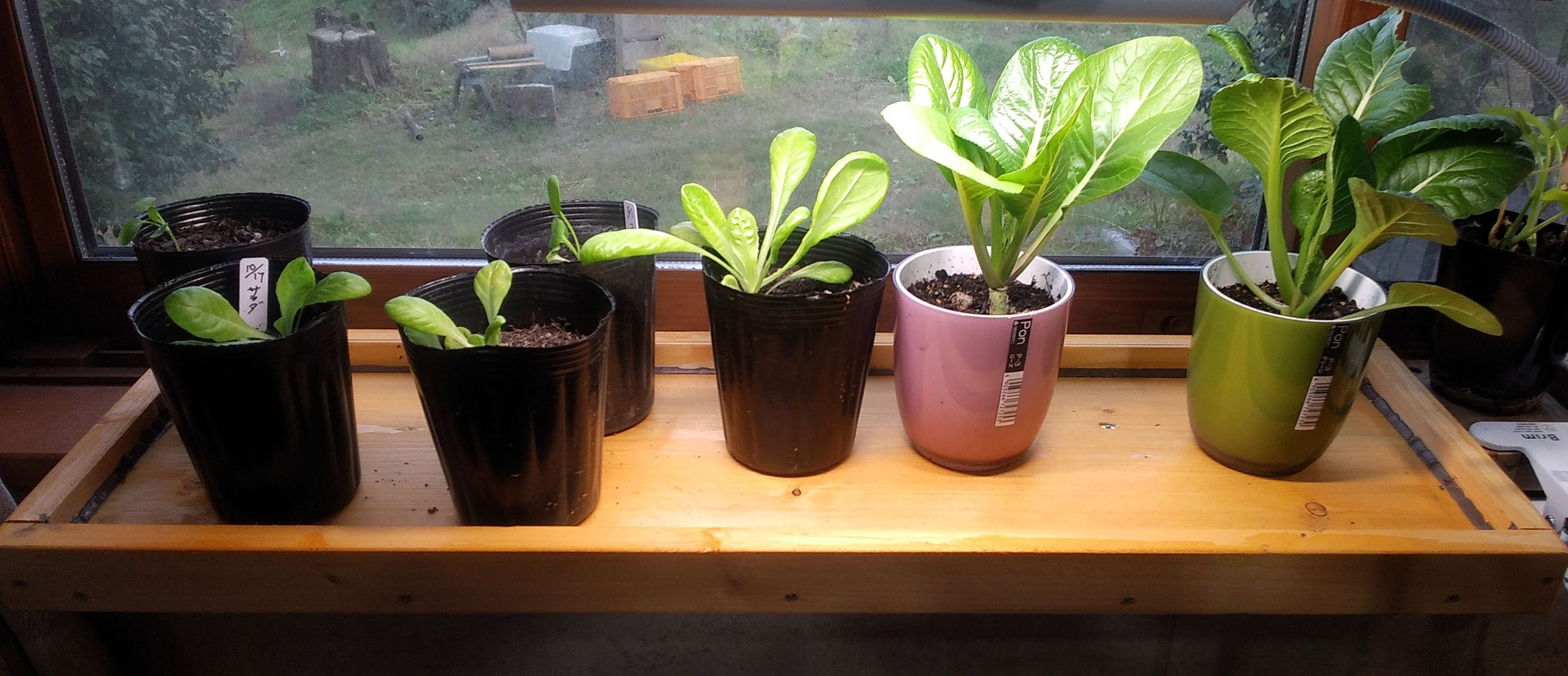 窓際菜園完成