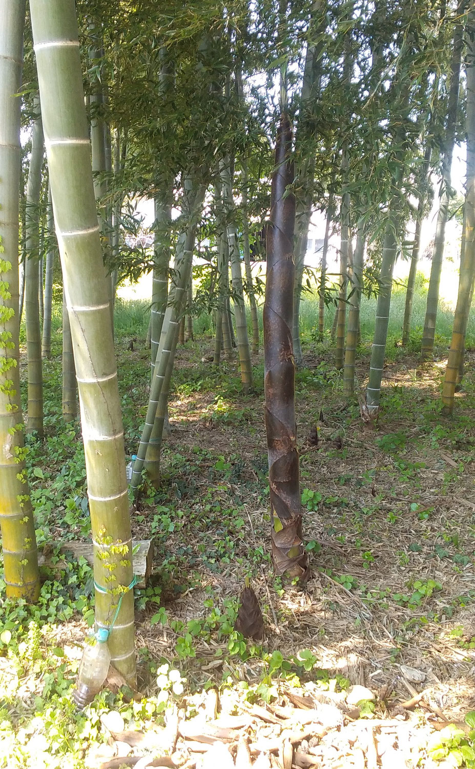 残すのは千本中１０本以下
