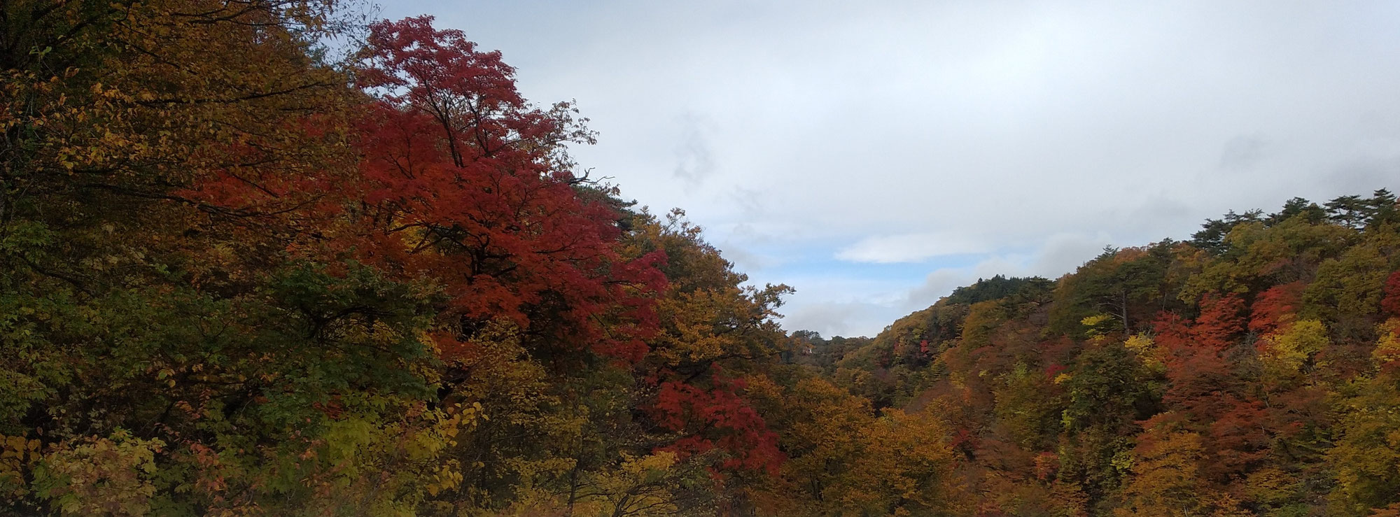 鳴子峡も熊に注意