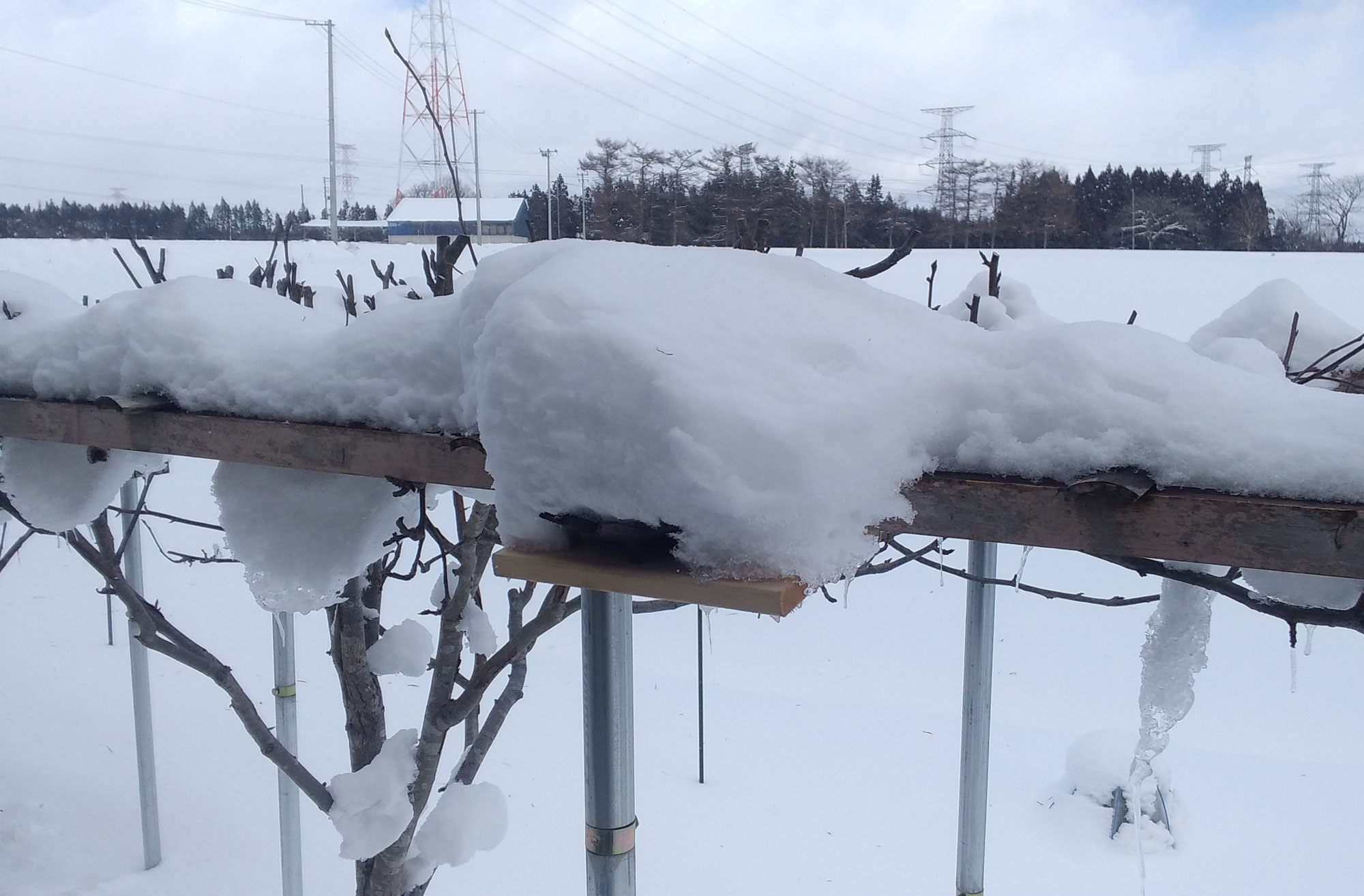 スズメのエサ台