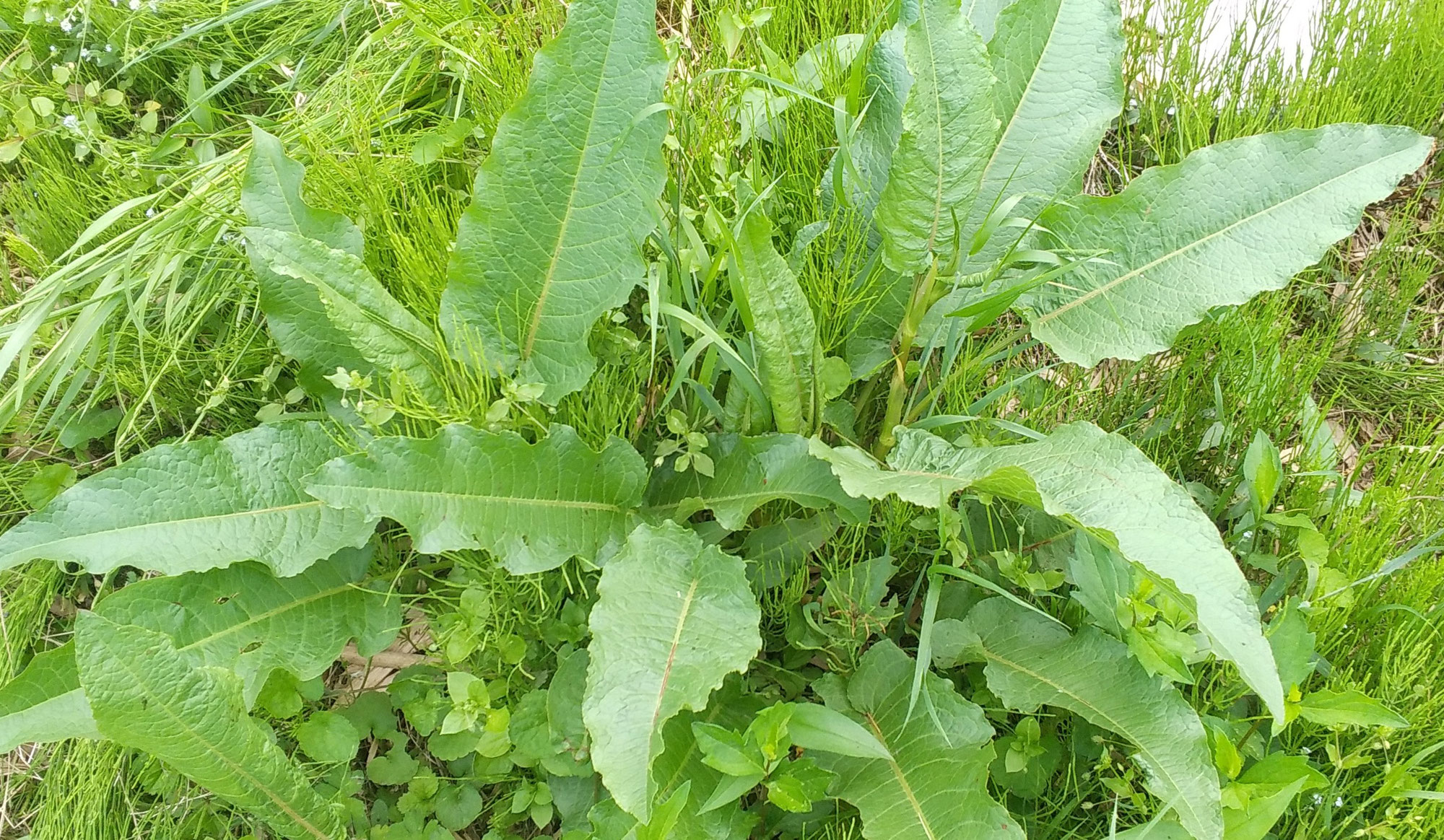 雑草試食実験その４（ギシギシ）