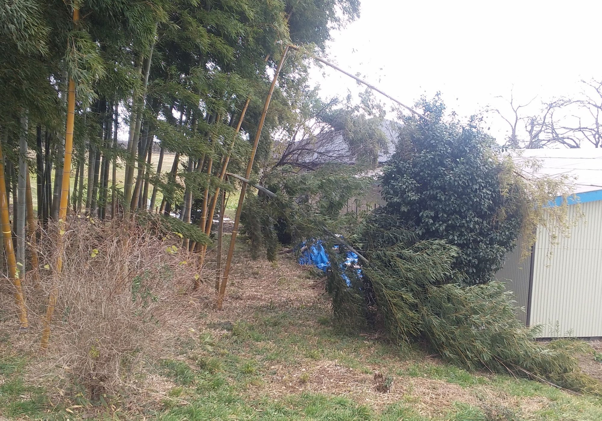 竹が折れた理由