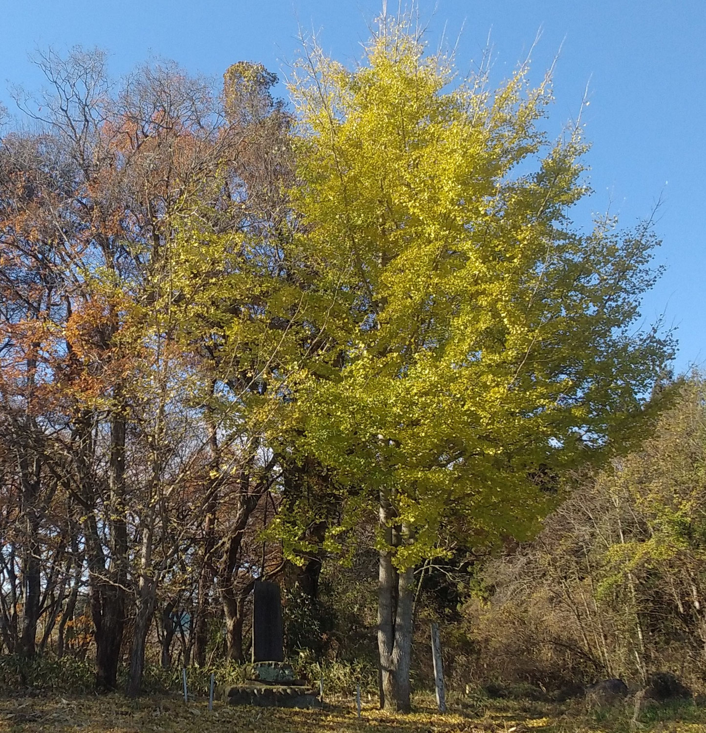 熊が人を恐れた理由