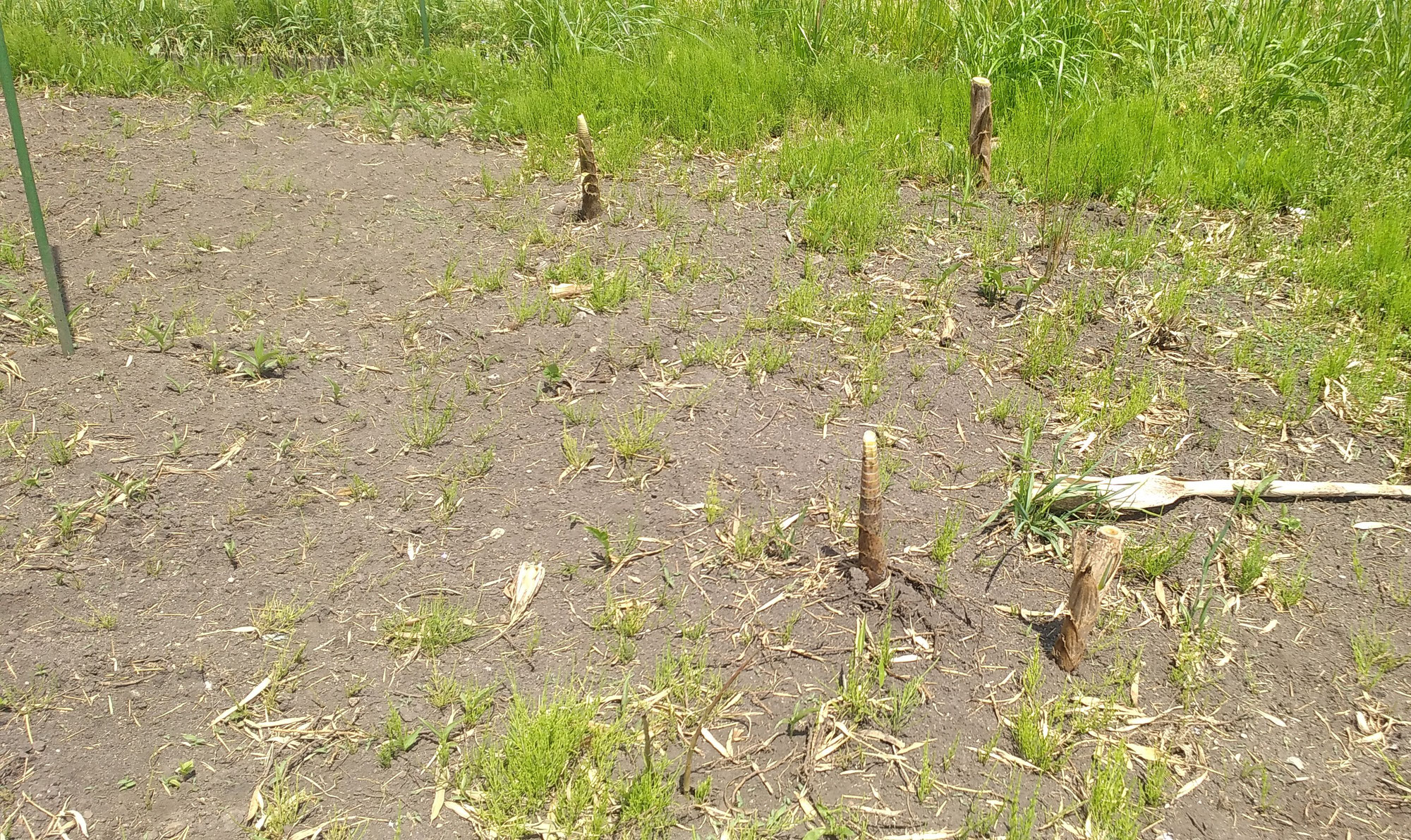 竹の地下茎