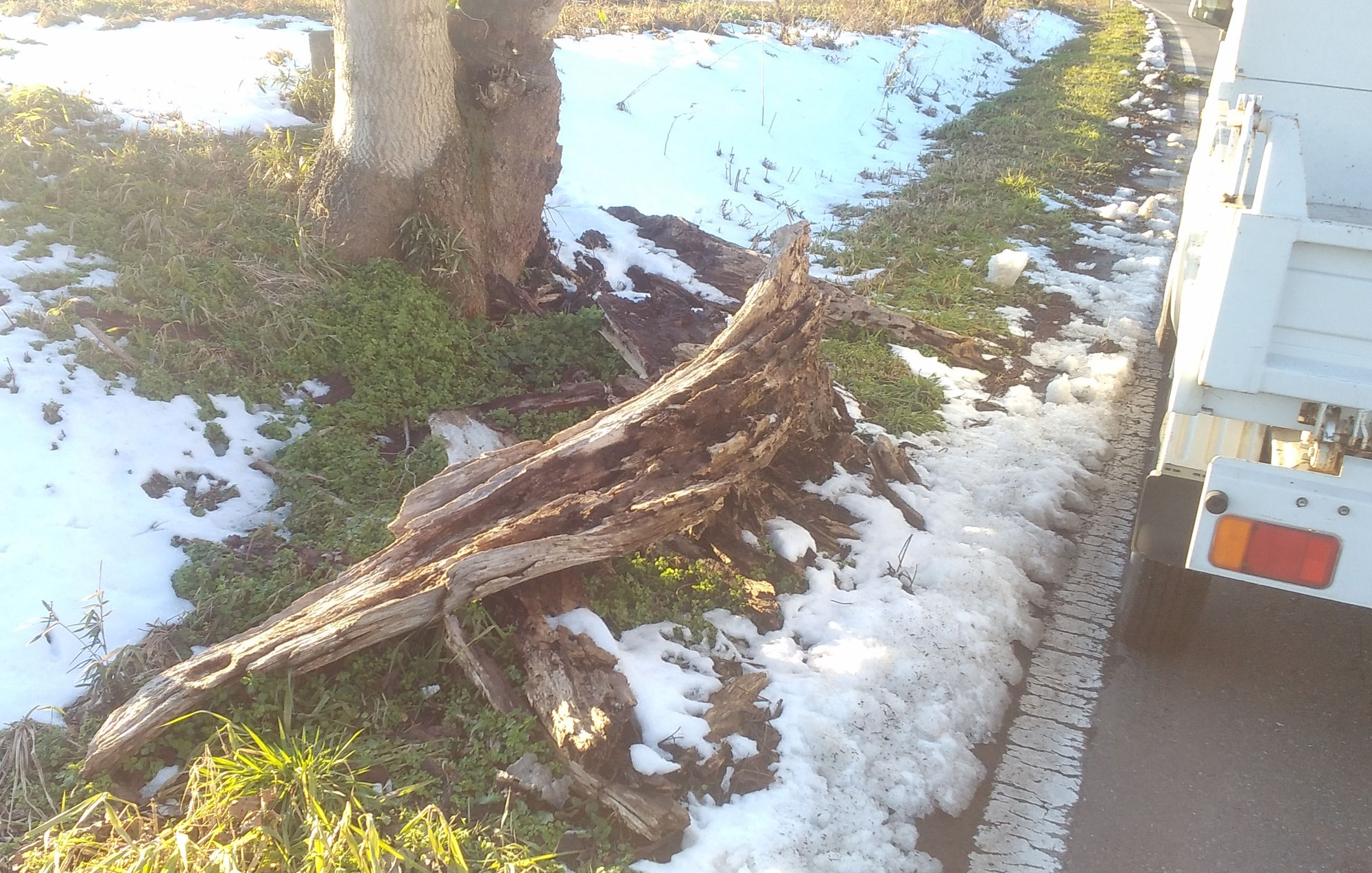 桐の木ボランティア